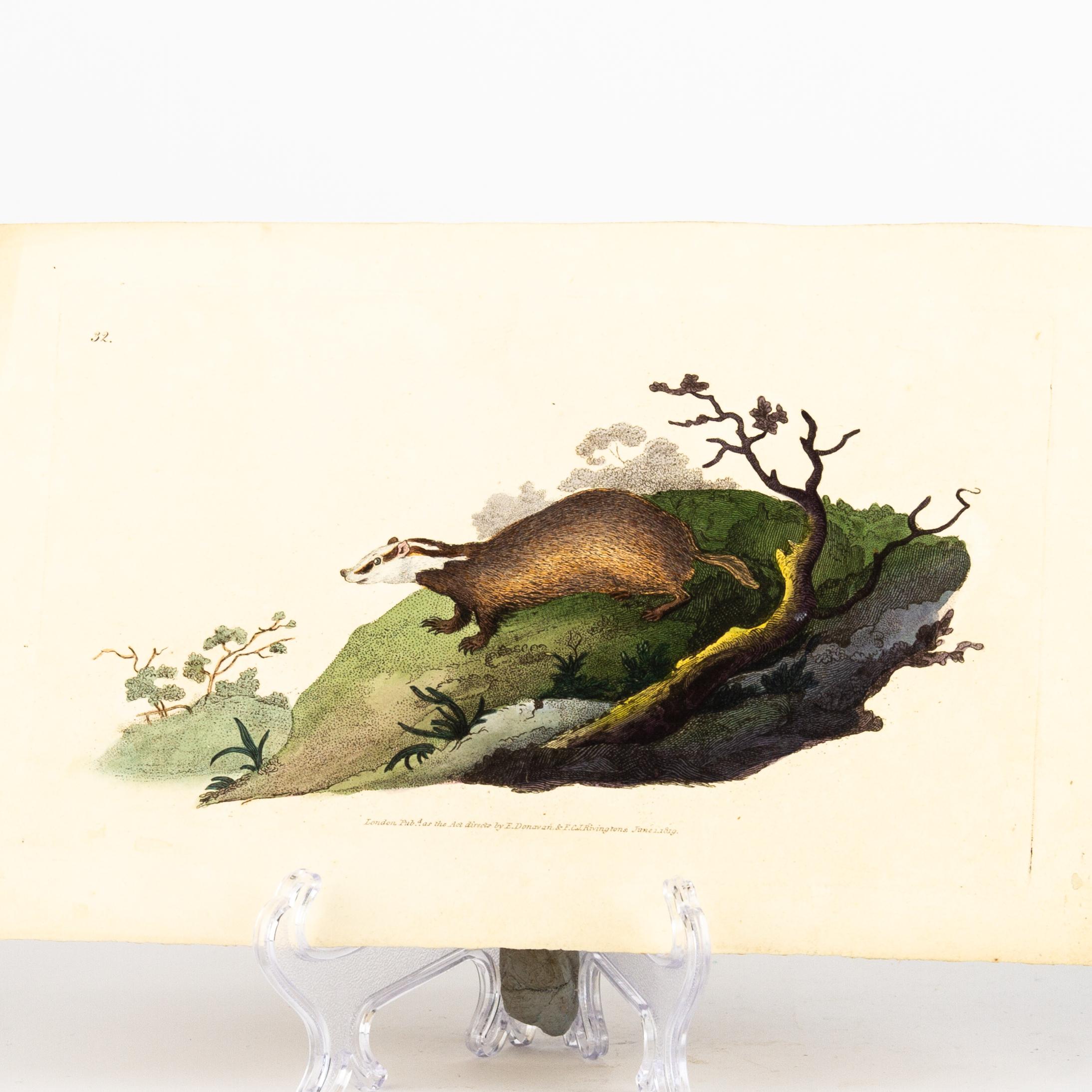 Original Handcoloured Copperplate E. Donovan & F.C. & J. Rivington June 1819 Engraving
Good overall condition
Free international shipping.