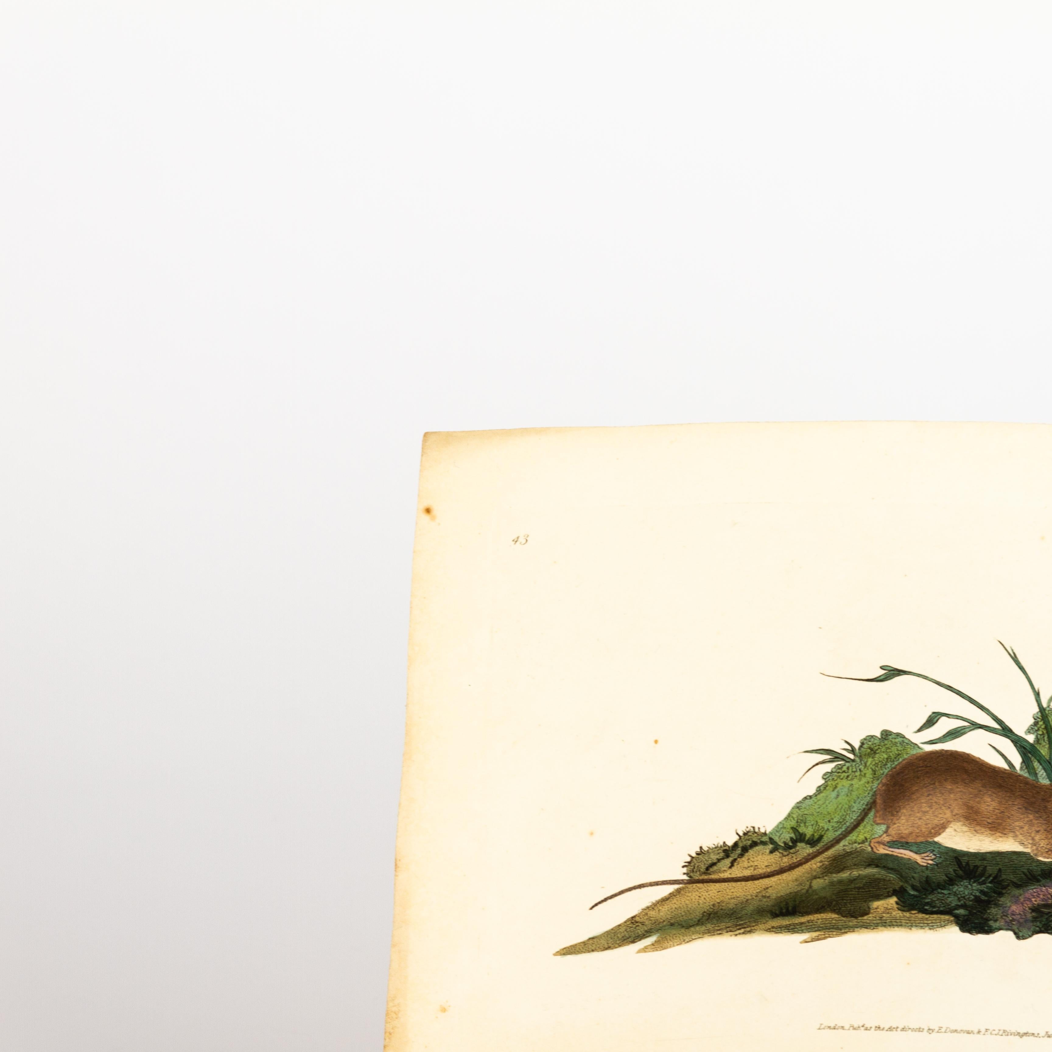 Original Handkolorierter Kupferstich E. Donovan & F.C. & J. Rivington Juni 1819 Kupferstich
Guter Gesamtzustand
Kostenloser internationaler Versand.