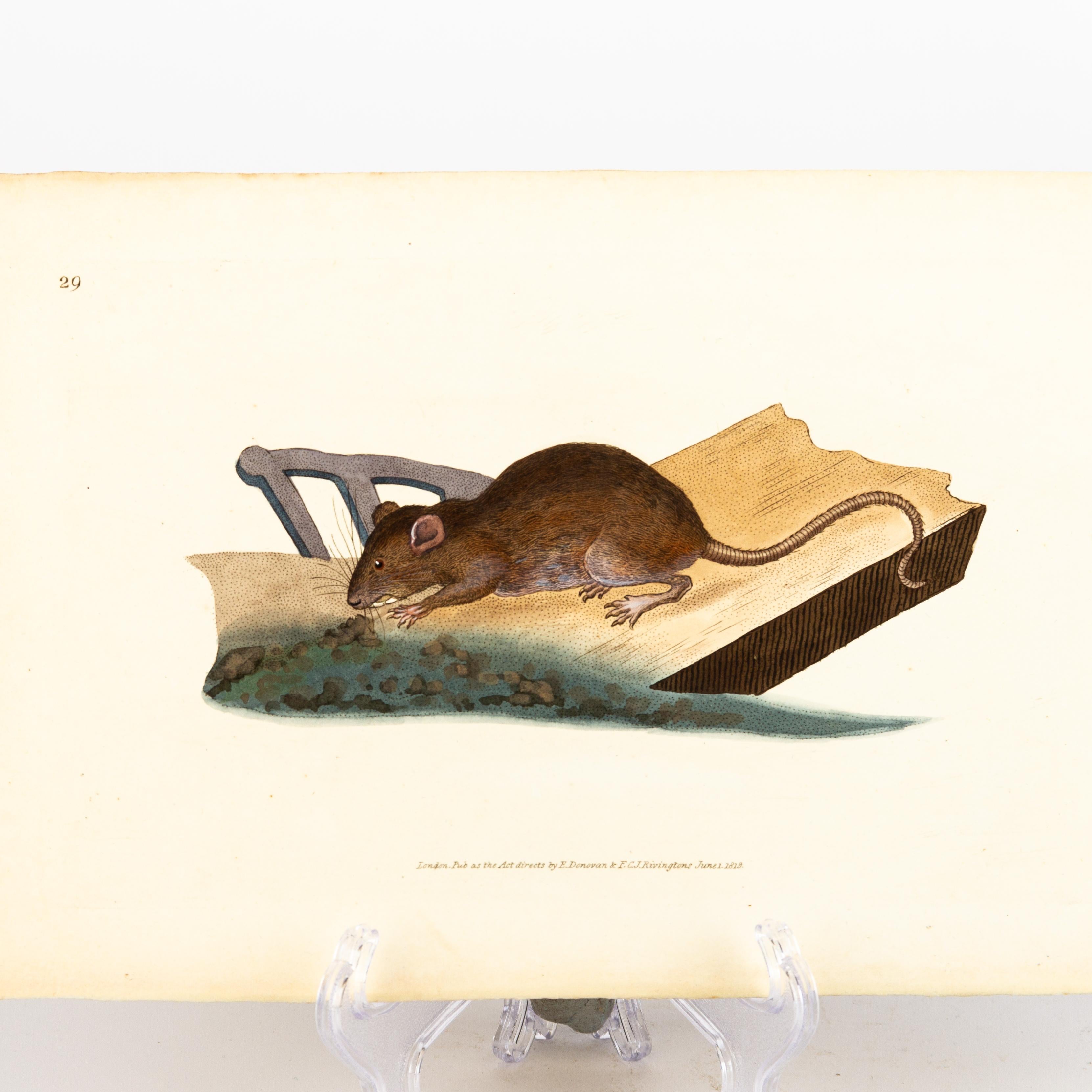 Handkolorierte Kupferplatte E. Donovan & F.C. & J. Rivington Juni 1819 Gravur im Zustand „Gut“ im Angebot in Nottingham, GB