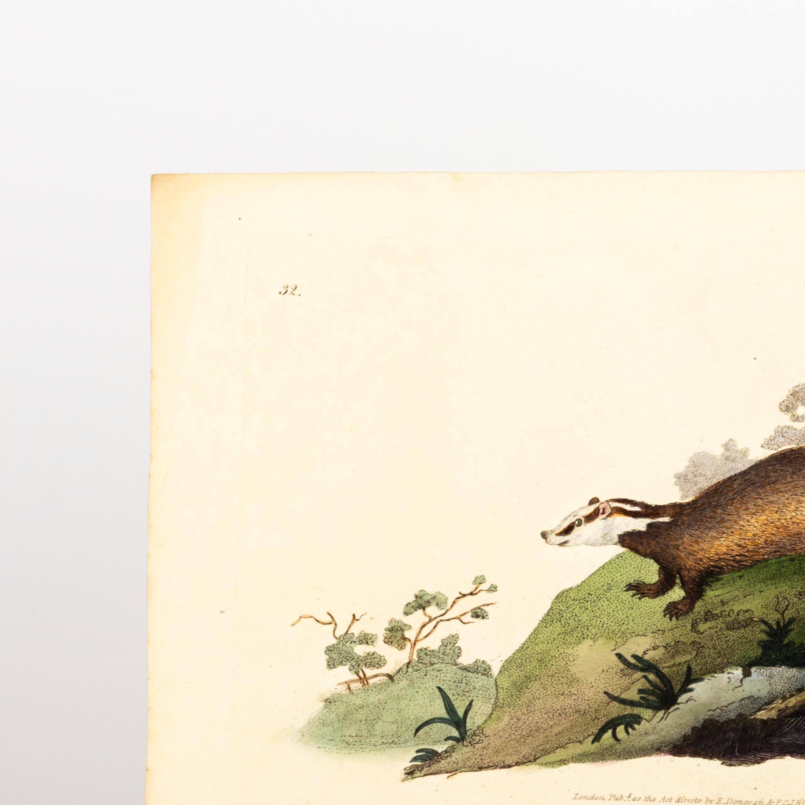 Handcoloured Copperplate E. Donovan & F.C. & J. Rivington June 1819 Engraving In Good Condition For Sale In Nottingham, GB