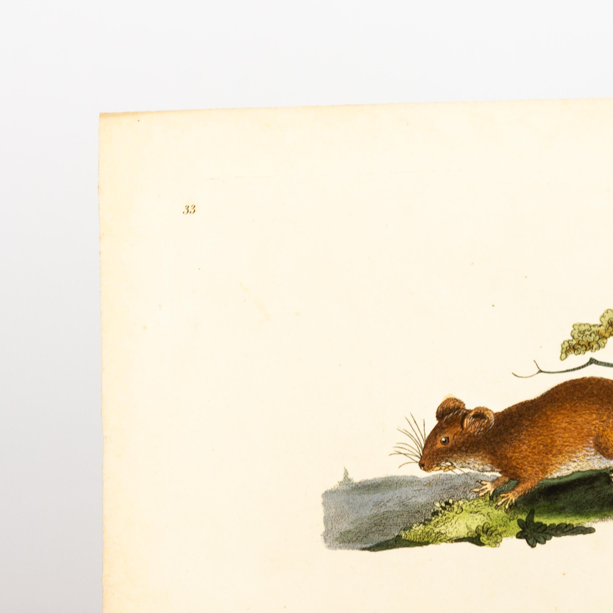 Handkolorierte Kupferplatte E. Donovan & F.C. & J. Rivington Juni 1819 Gravur im Zustand „Gut“ im Angebot in Nottingham, GB