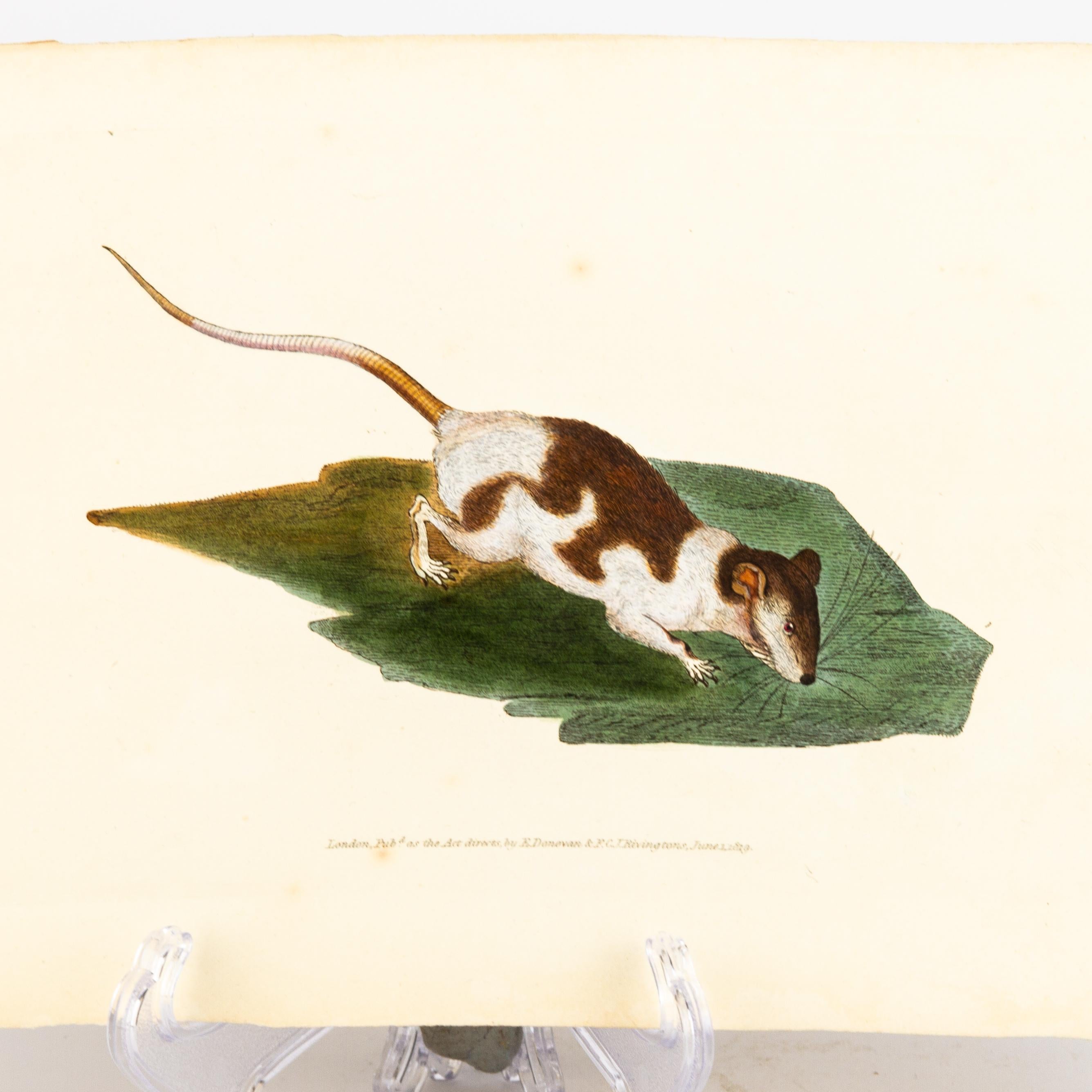 Handcoloured Copperplate E. Donovan & F.C. & J. Rivington June 1819 Engraving In Good Condition For Sale In Nottingham, GB