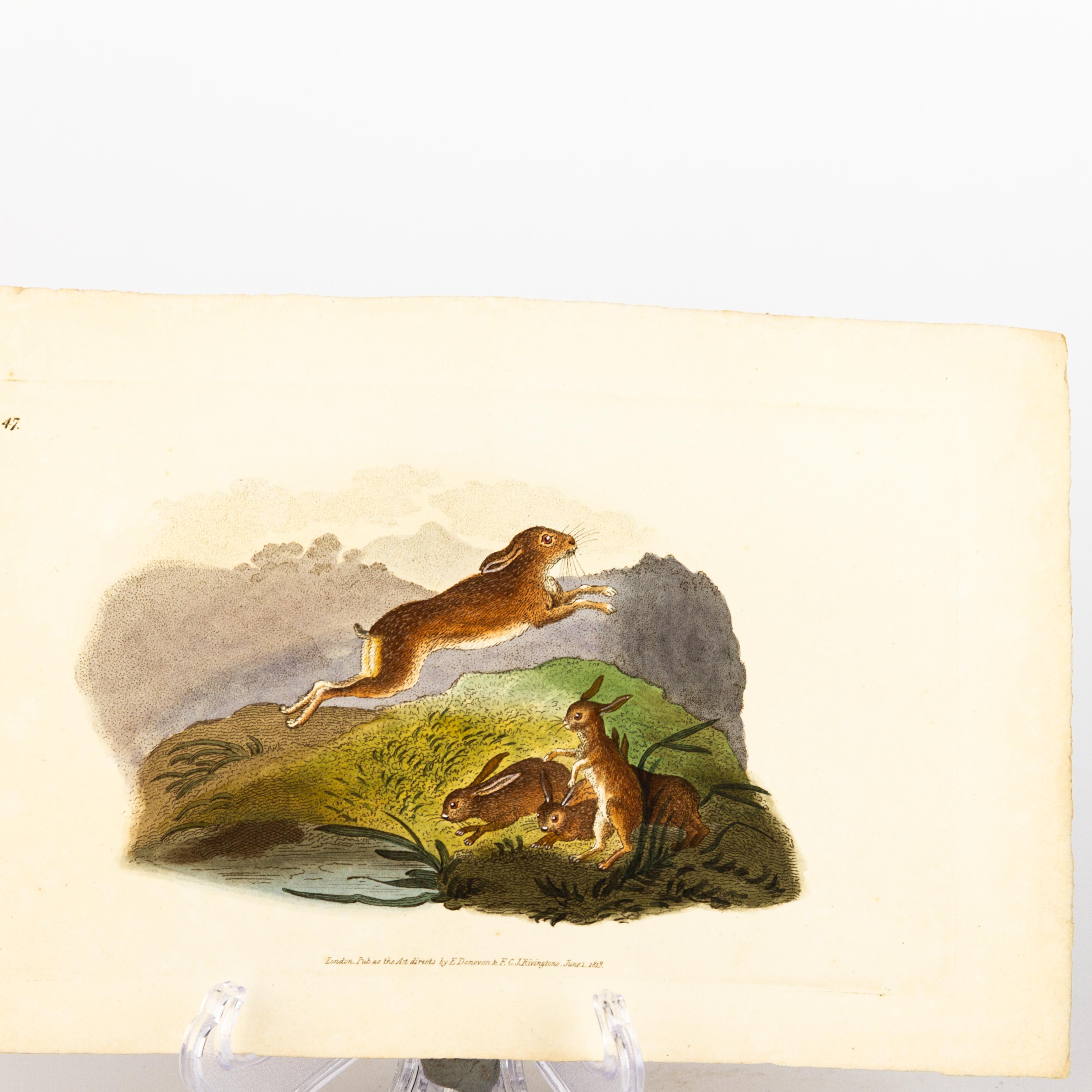 Handkolorierte Kupferplatte E. Donovan & F.C. & J. Rivington Juni 1819 Gravur im Zustand „Gut“ im Angebot in Nottingham, GB