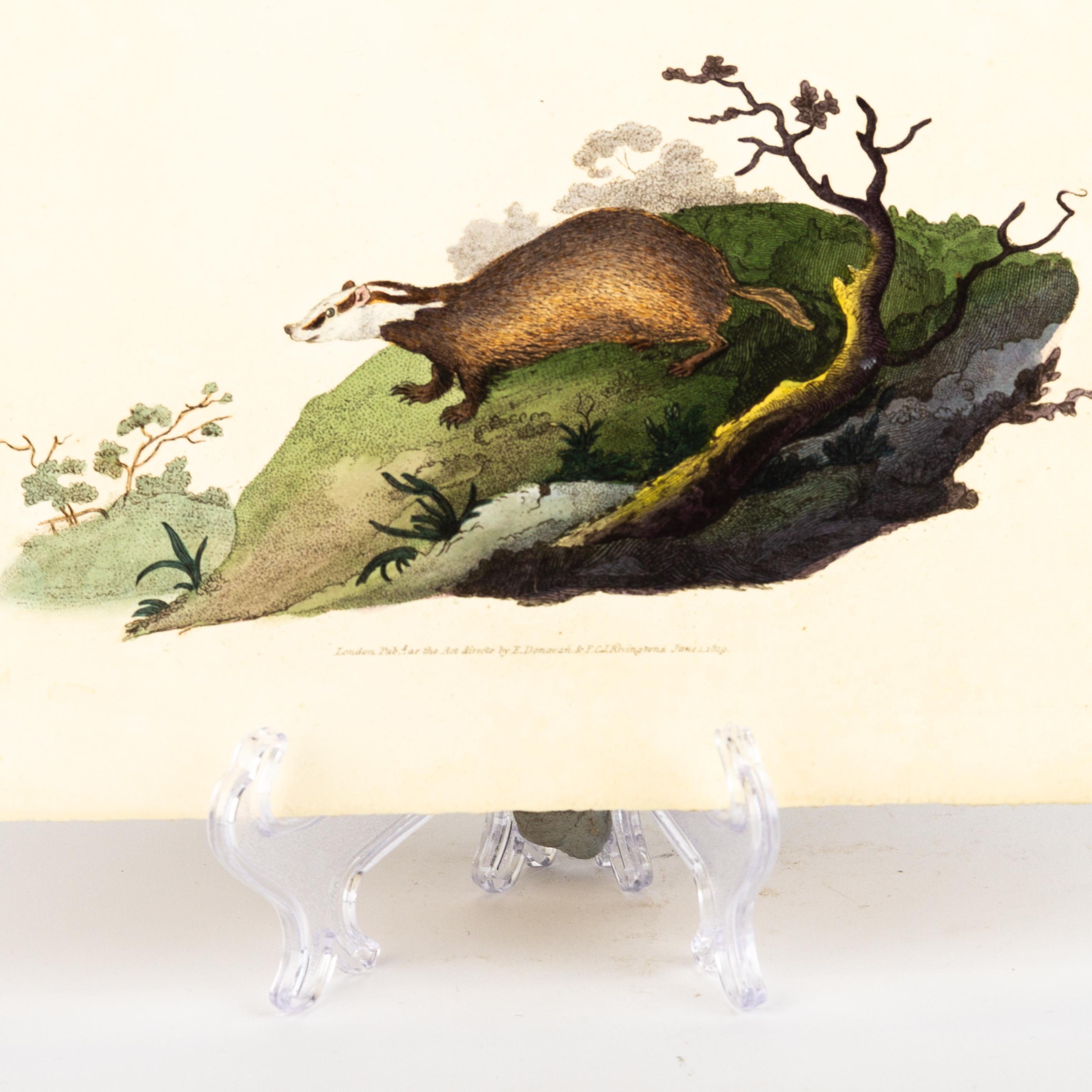 19th Century Handcoloured Copperplate E. Donovan & F.C. & J. Rivington June 1819 Engraving For Sale