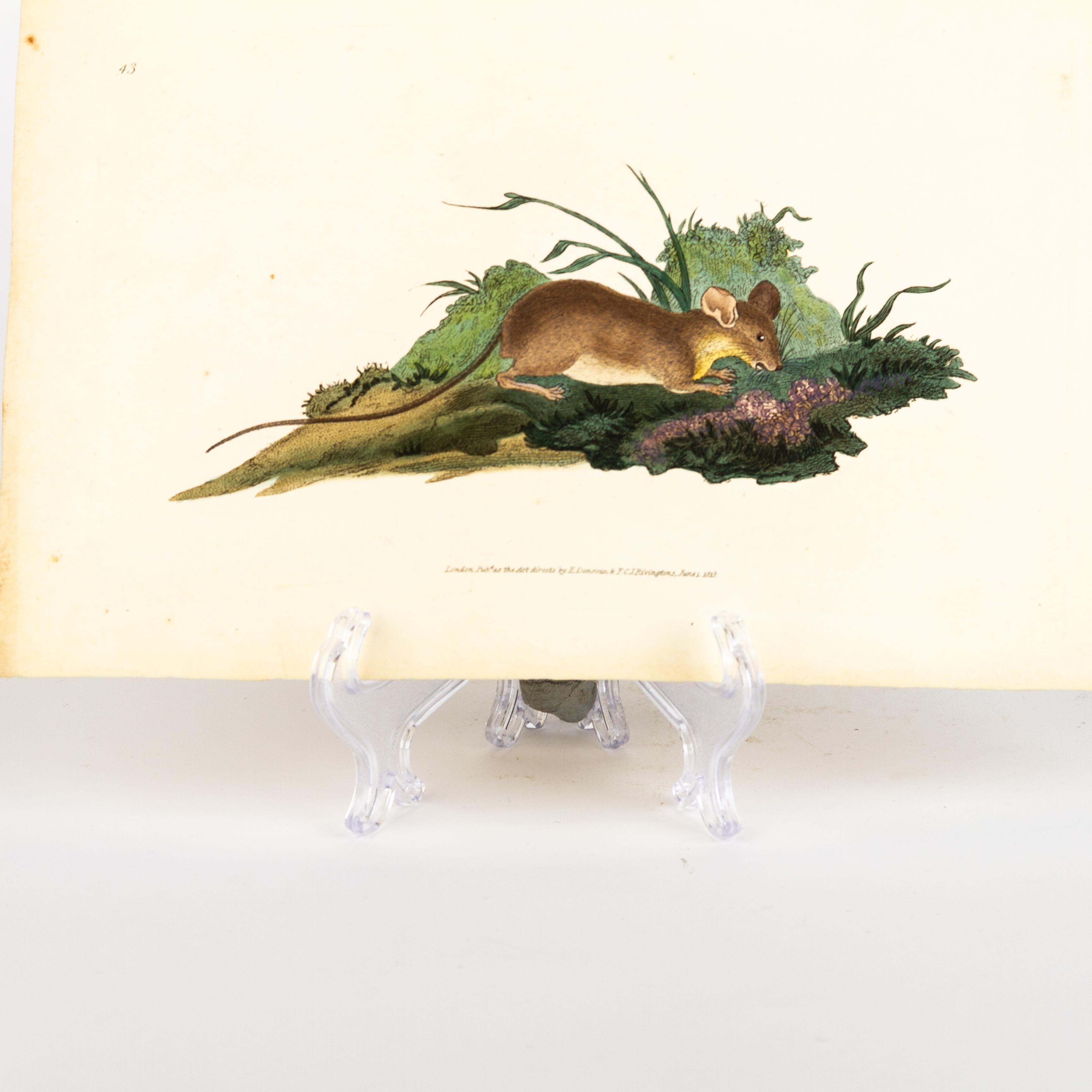 Handkolorierte Kupferplatte E. Donovan & F.C. & J. Rivington Juni 1819 Gravur (19. Jahrhundert) im Angebot