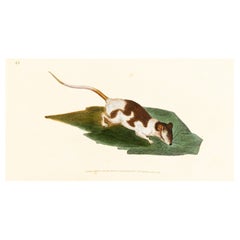 Handcoloured Copperplate E. Donovan & F.C. & J. Rivington June 1819 Engraving