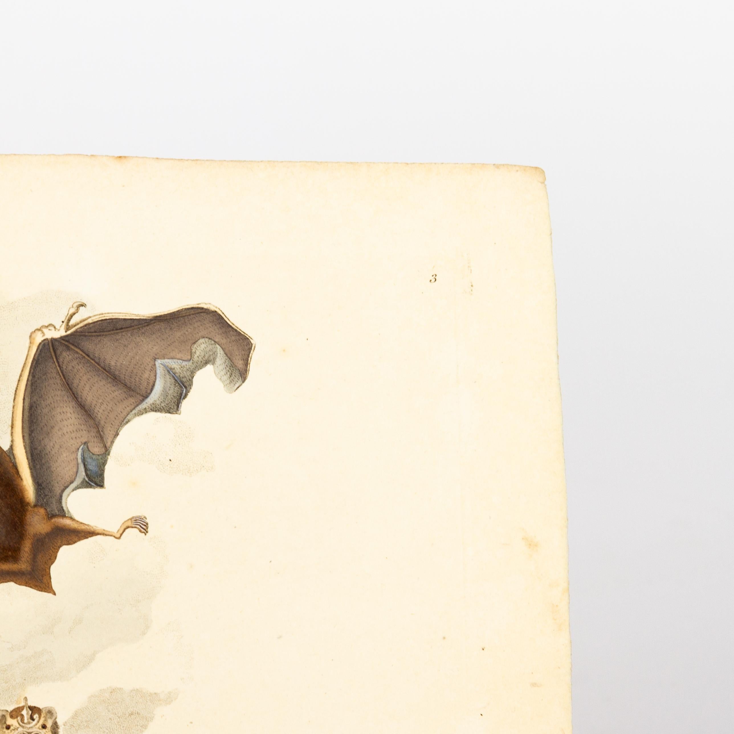 Original Handkolorierter Kupferstich E. Donovan & F.C. & J. Rivington Mai 1815 Kupferstich
Guter Gesamtzustand
Kostenloser internationaler Versand.