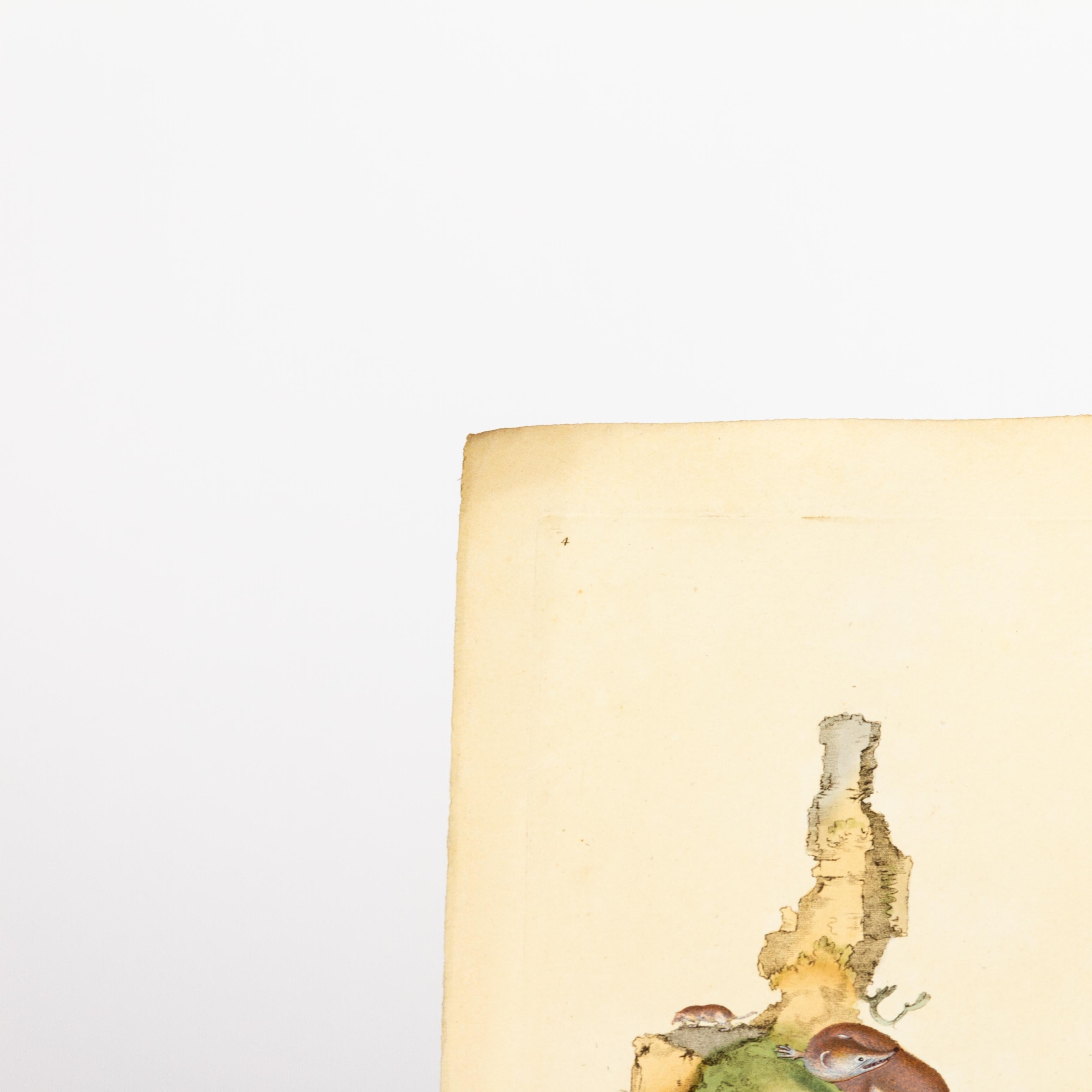 Original Handkolorierter Kupferstich E. Donovan & F.C. & J. Rivington Mai 1815 Kupferstich
Guter Gesamtzustand
Kostenloser internationaler Versand.