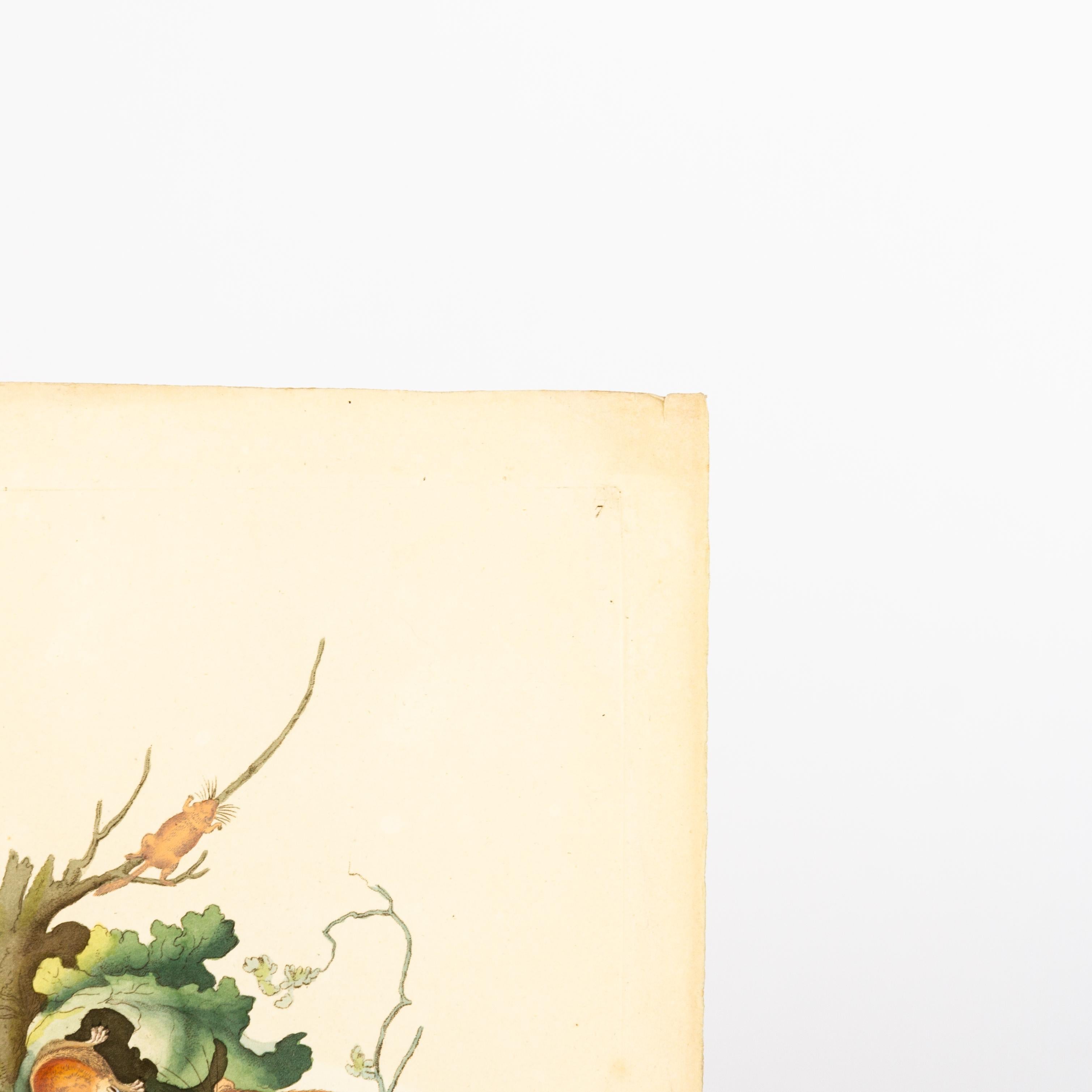 Original Handkolorierter Kupferstich E. Donovan & F.C. & J. Rivington Mai 1815 Kupferstich
Guter Gesamtzustand
Kostenloser internationaler Versand.