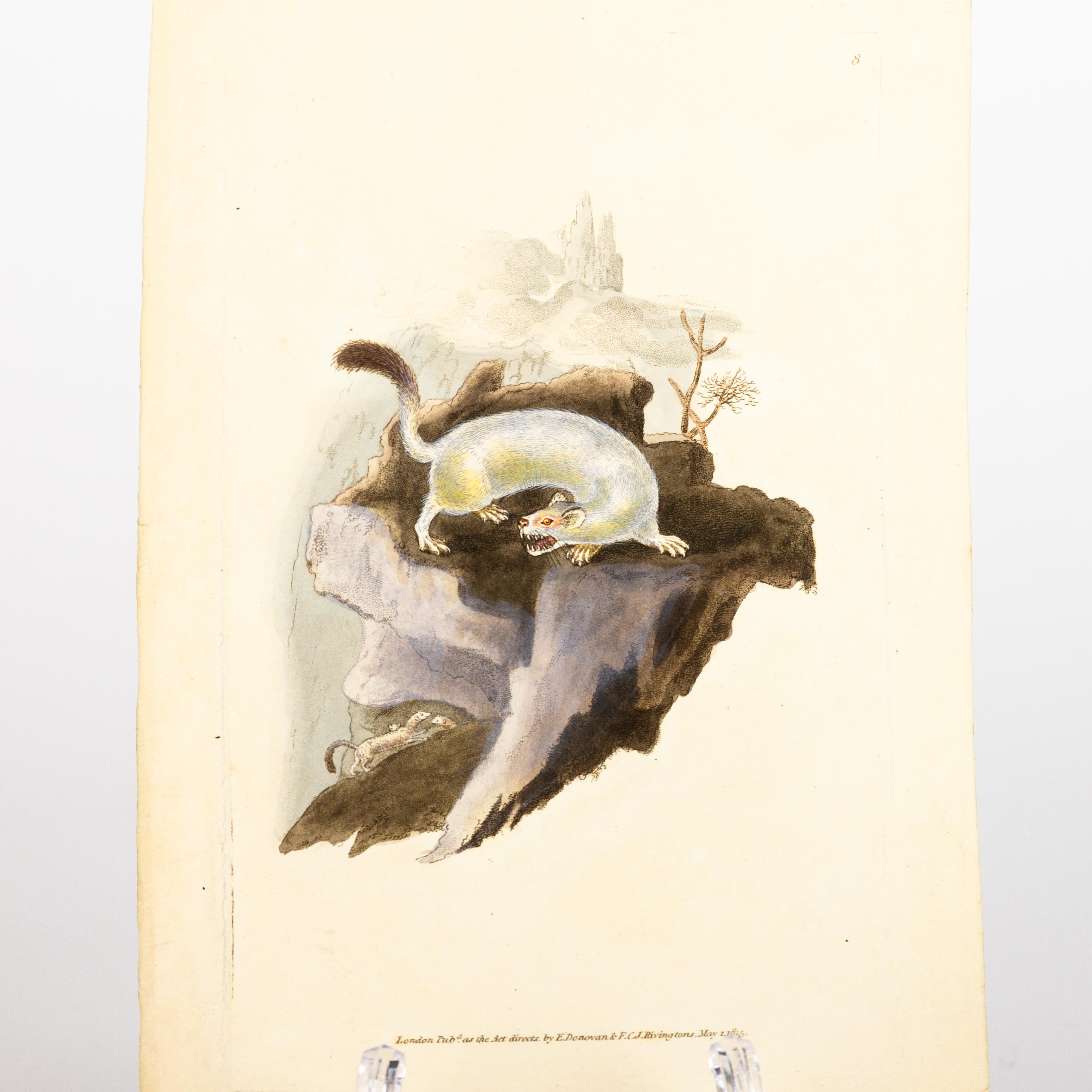 Handkolorierte Kupferplatte E. Donovan & F.C. & J. Rivington Mai 1815 Gravur im Zustand „Gut“ im Angebot in Nottingham, GB