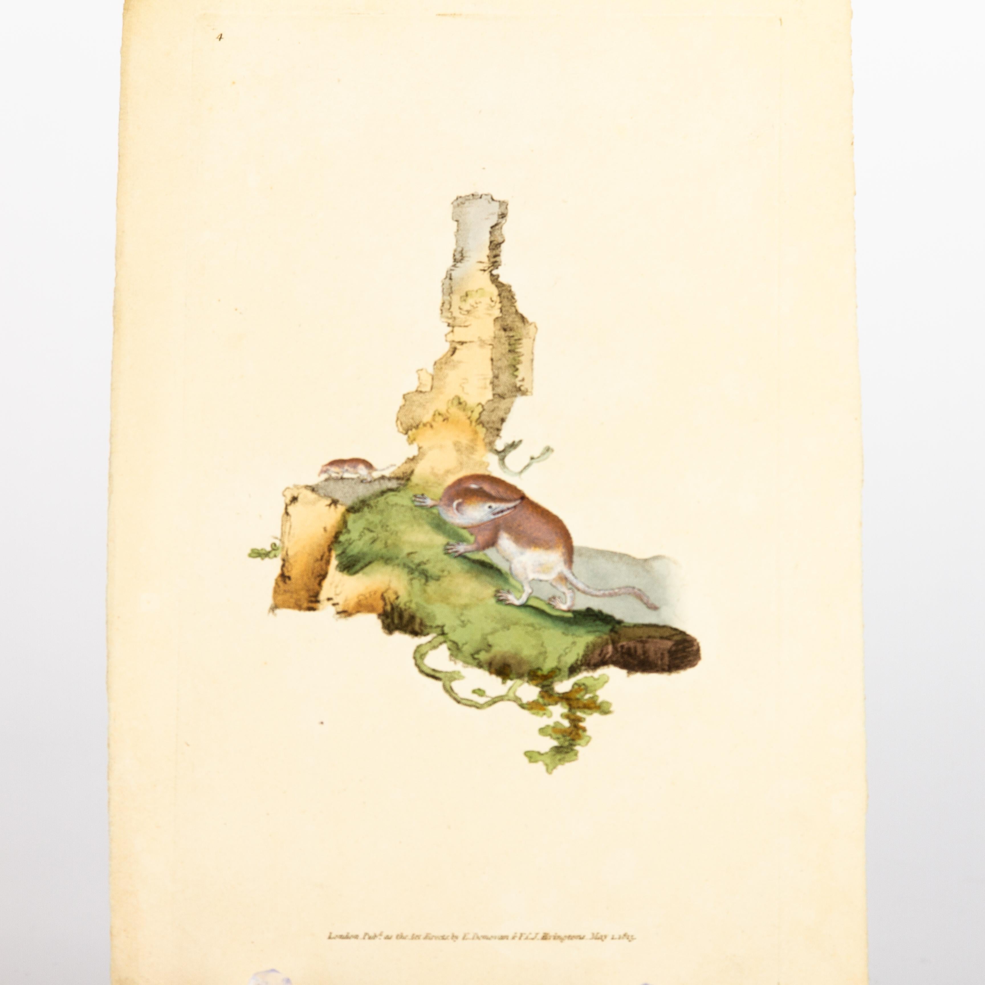 Handkolorierte Kupferplatte E. Donovan & F.C. & J. Rivington Mai 1815 Gravur im Zustand „Gut“ im Angebot in Nottingham, GB