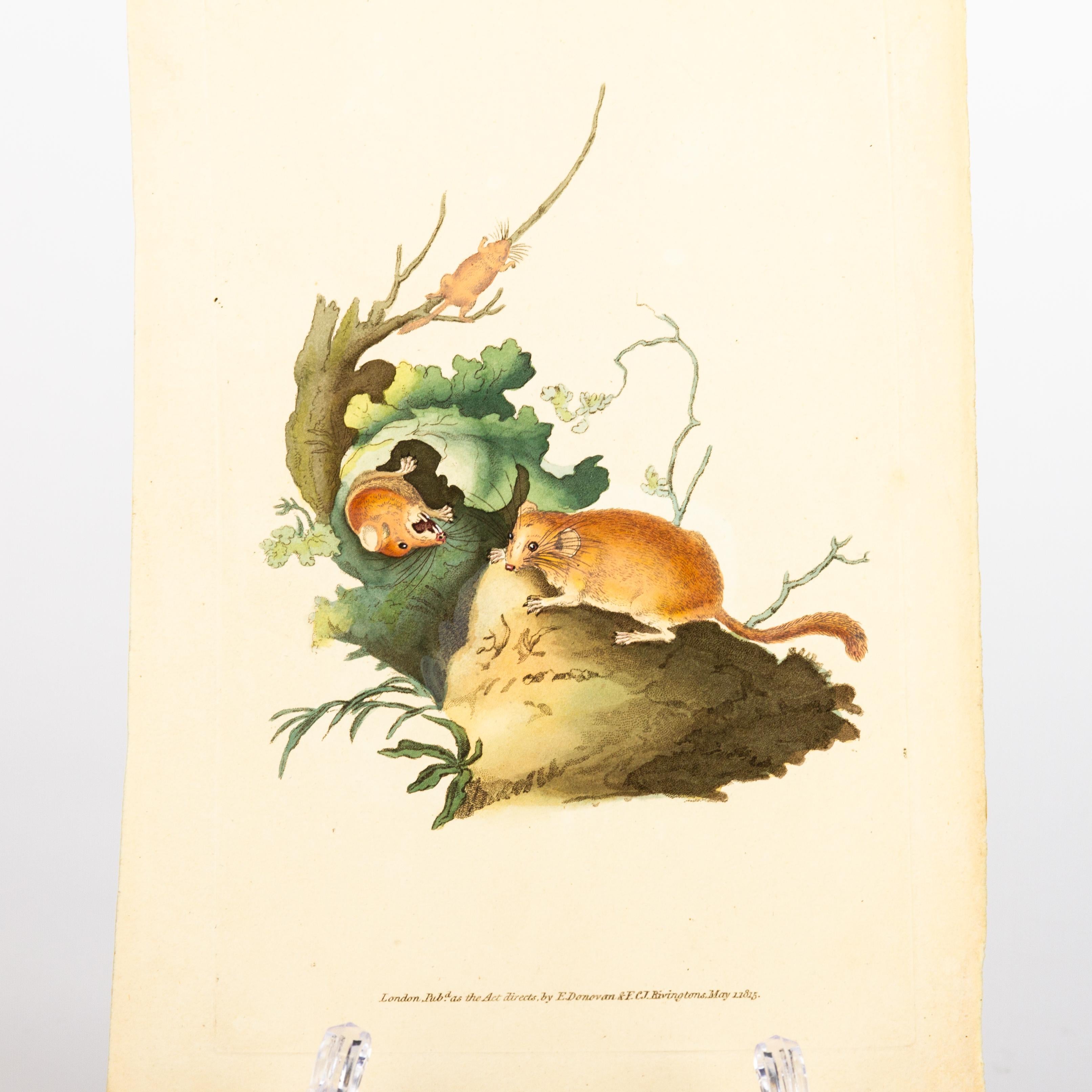 Handkolorierte Kupferplatte E. Donovan & F.C. & J. Rivington Mai 1815 Gravur im Zustand „Gut“ im Angebot in Nottingham, GB