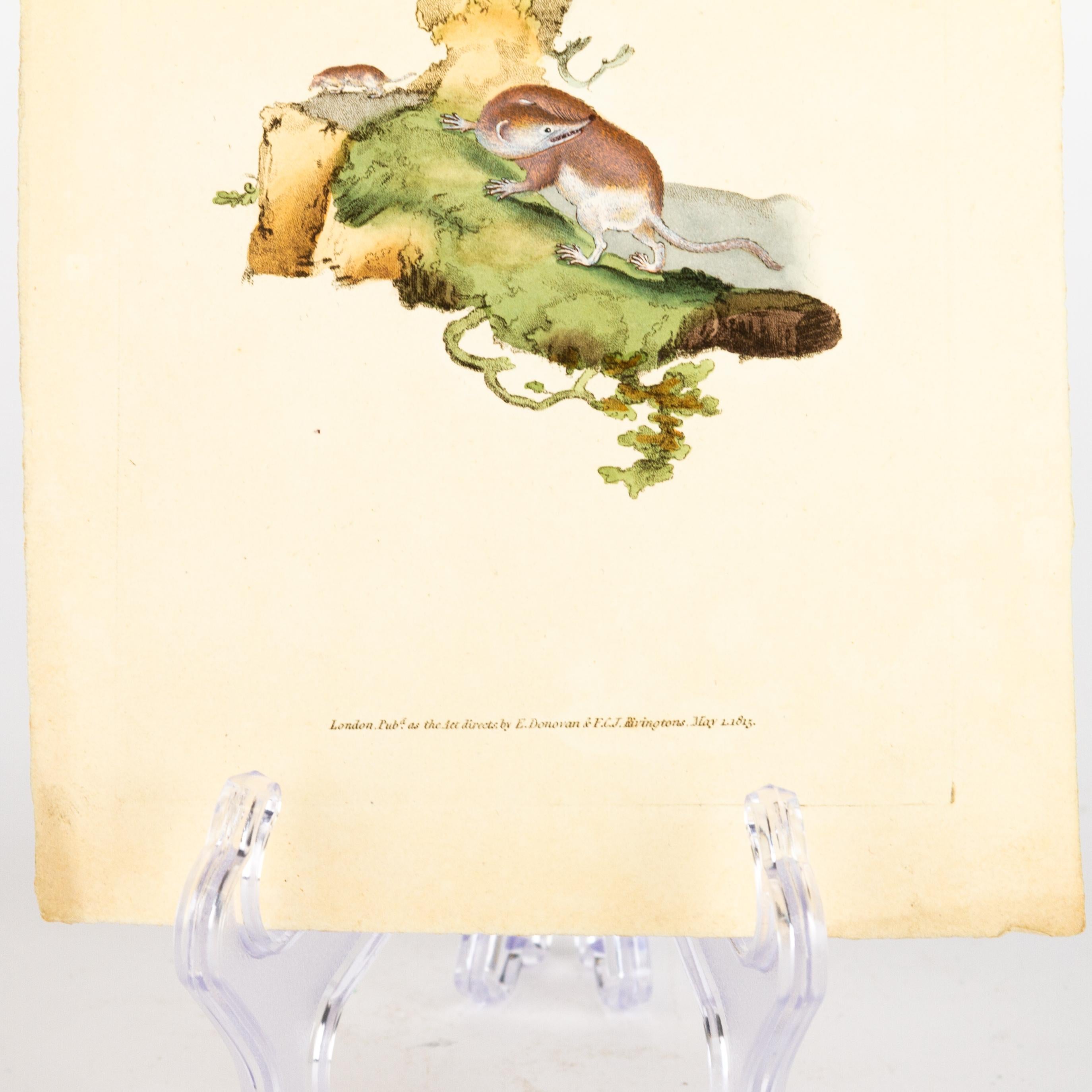 Handkolorierte Kupferplatte E. Donovan & F.C. & J. Rivington Mai 1815 Gravur (19. Jahrhundert) im Angebot