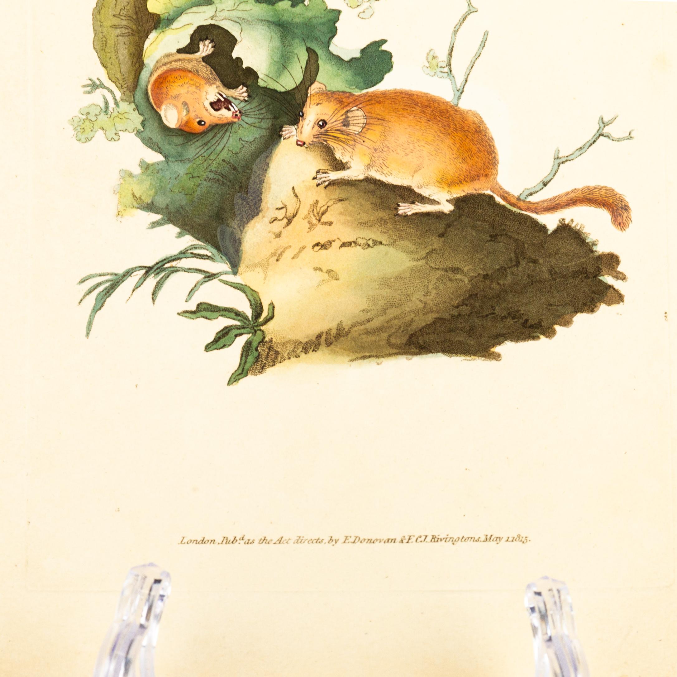 Handkolorierte Kupferplatte E. Donovan & F.C. & J. Rivington Mai 1815 Gravur (19. Jahrhundert) im Angebot