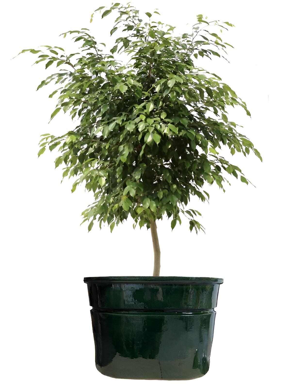 Jardinière ovale en terre cuite fabriquée à la main Classic Différentes finitions disponibles en vente 1