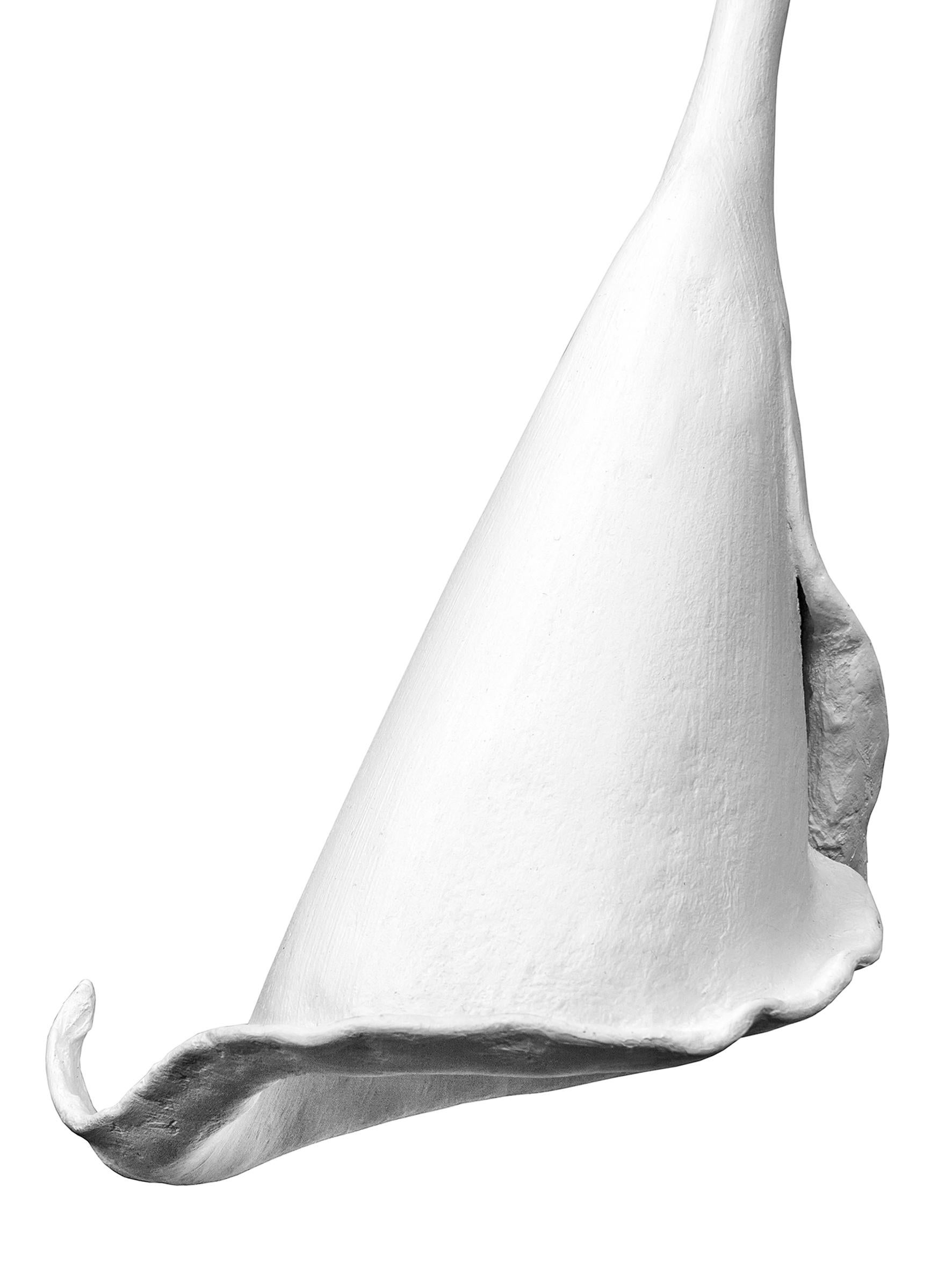 Modern Handcrafted plaster, Calla Lily Light Single, White Plaster Finish For Sale