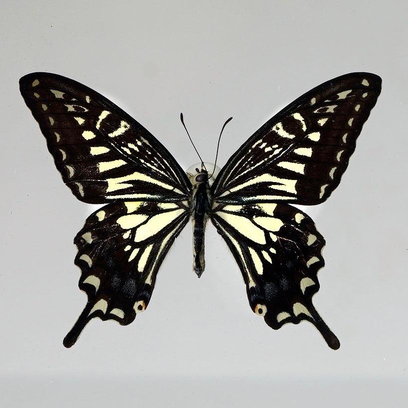 Verschönern Sie Ihren Raum mit diesem exquisiten Schmetterlingskasten, der einen Papilio xuthus aus China zeigt. Dieses atemberaubende Exemplar ist auf elegante Weise zwischen zwei kristallklaren Platten montiert und in einen eleganten schwarzen