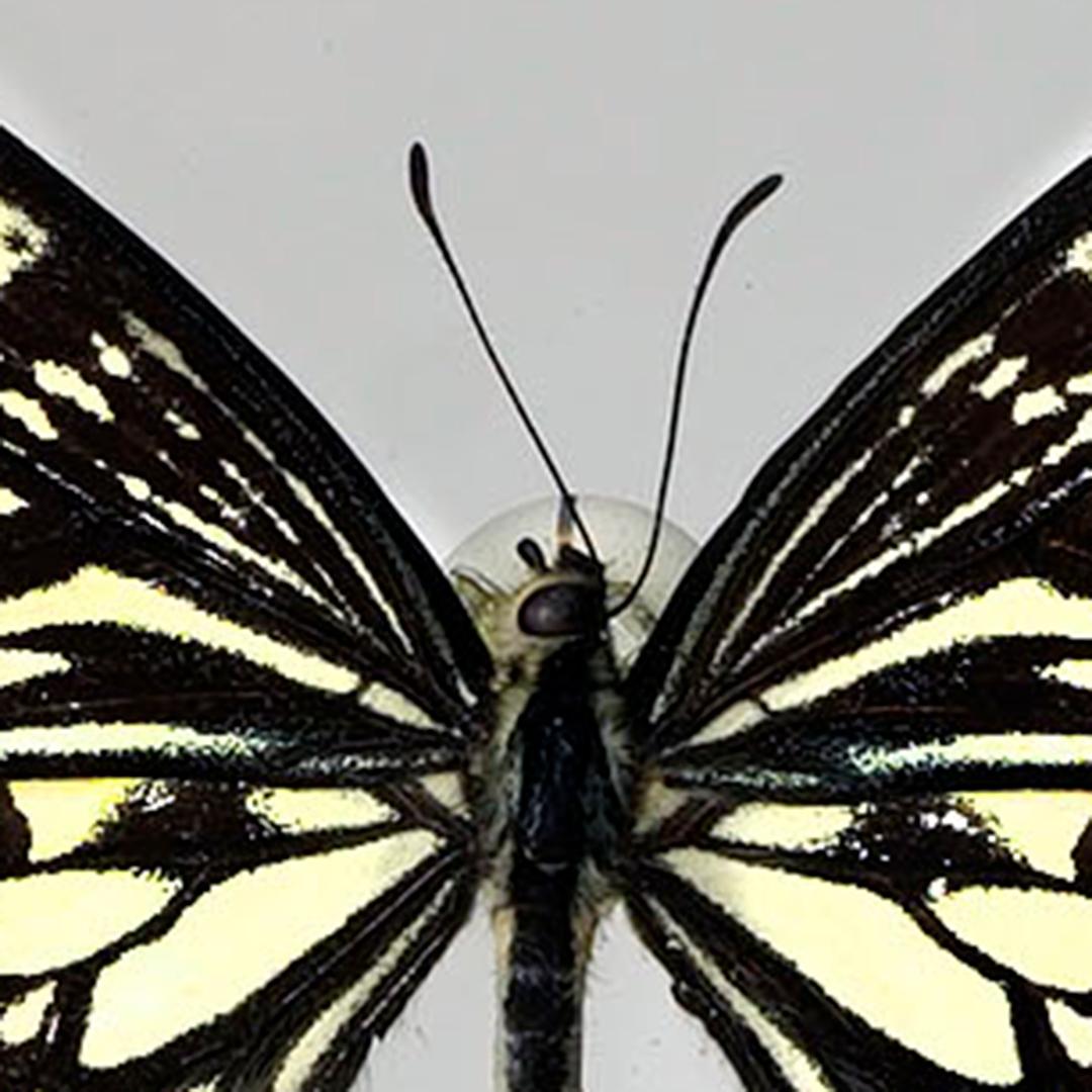 Handgefertigte Schmetterlingsbox  - Schwarz/Weiß im Angebot 2