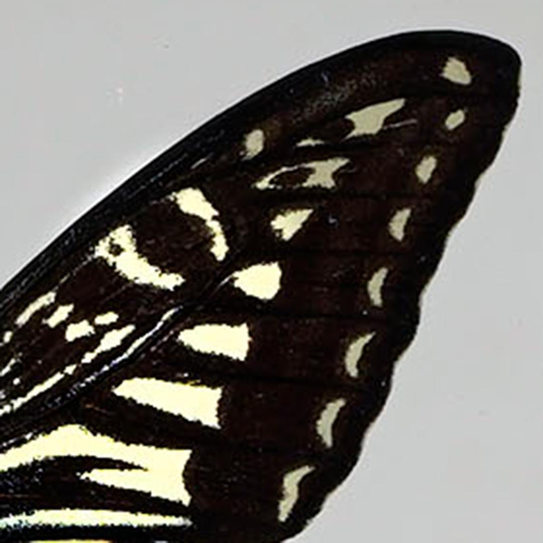 Handgefertigte Schmetterlingsbox  - Schwarz/Weiß im Angebot 1