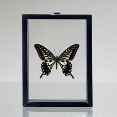 Handmade Butterfly Box  – Black/White