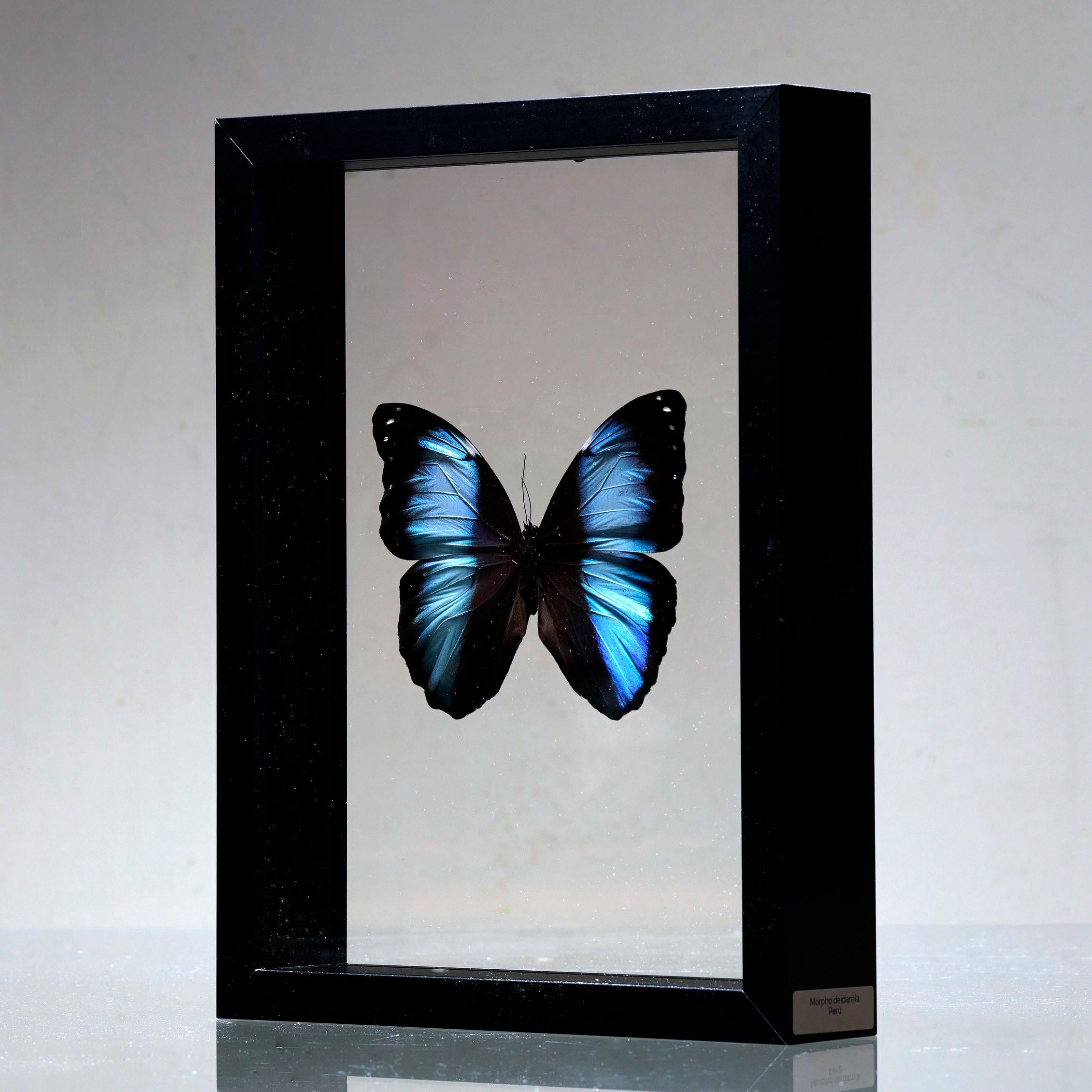 Eleva il tuo spazio con questa raffinata scatola per farfalle con una farfalla Morphos deidamia del Perù. Conosciuto per le sue ipnotiche ali blu, questo esemplare conservato è montato con eleganza tra due pannelli cristallini e racchiuso in