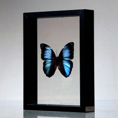 Handmade Butterfly Box  – Blue/Black