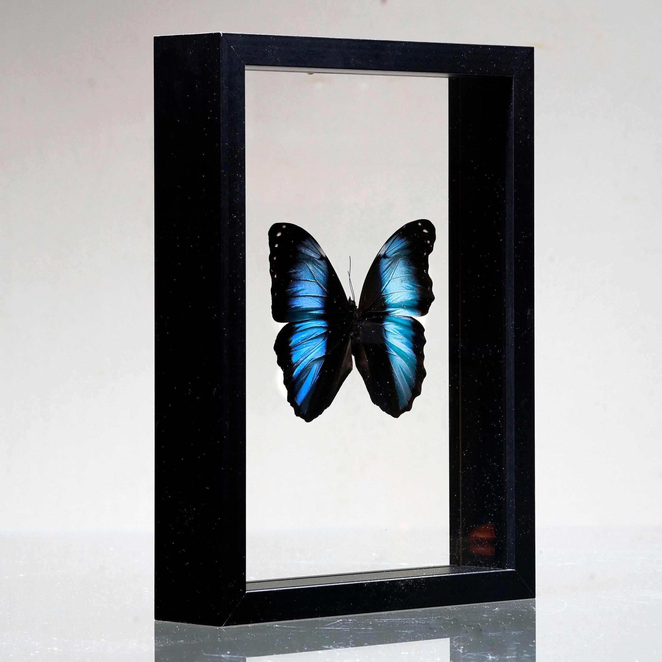 Peruviano Scatola di farfalle fatta a mano  - Blu/Nero in vendita