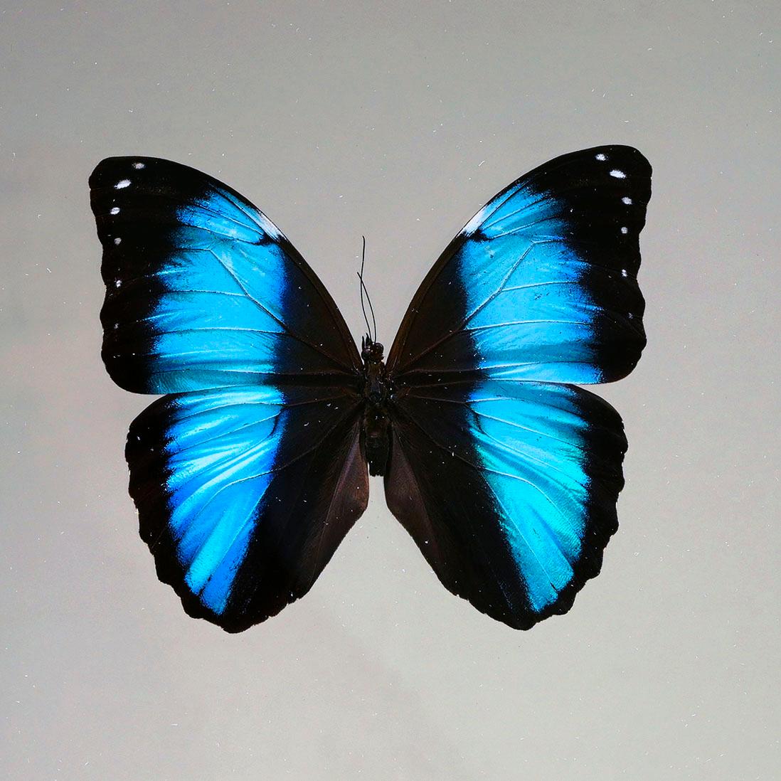 Scatola di farfalle fatta a mano  - Blu/Nero In condizioni Nuovo in vendita a New York, NY