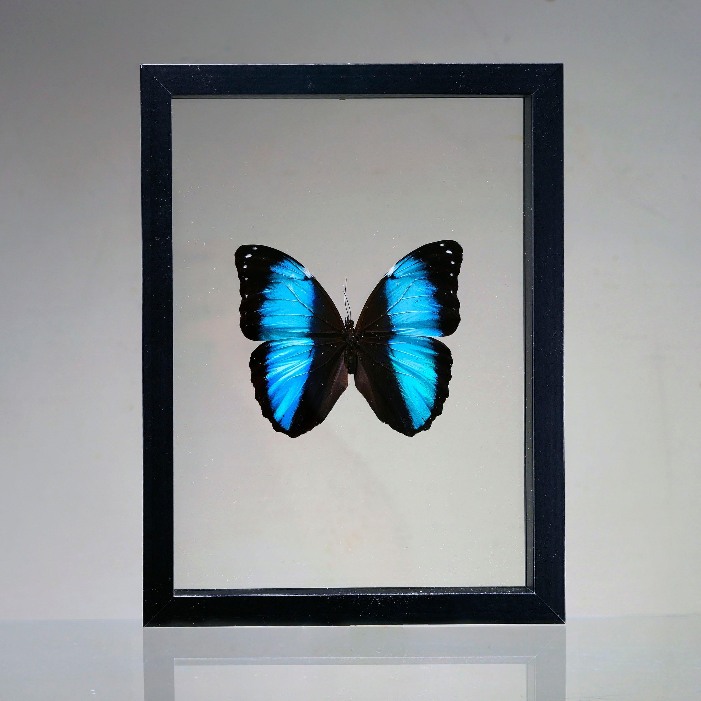XXI secolo e contemporaneo Scatola di farfalle fatta a mano  - Blu/Nero in vendita