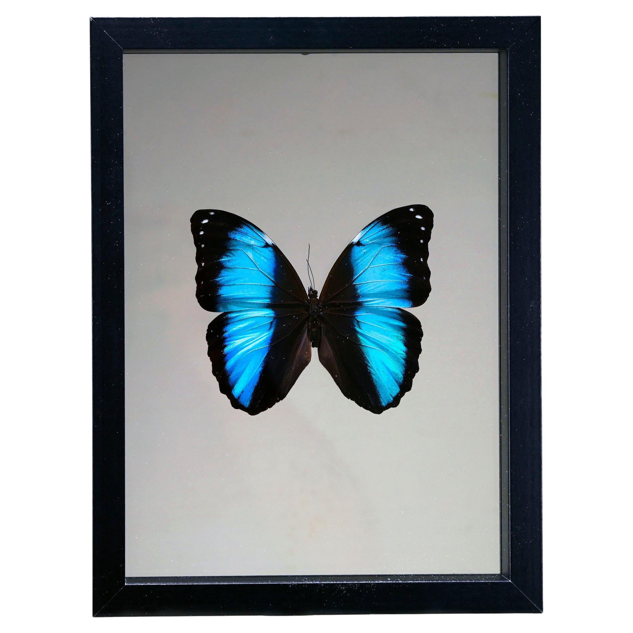Handmade Butterfly Box  – Blue/Black