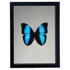 Handmade Butterfly Box  – Blue/Black