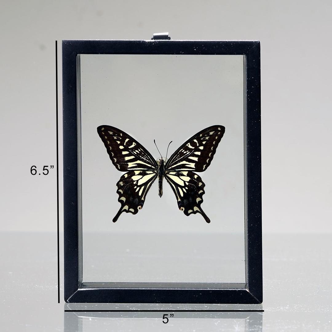 Handgefertigte Schmetterlingsbox  - Schwarz/Weiß (Sonstiges) im Angebot