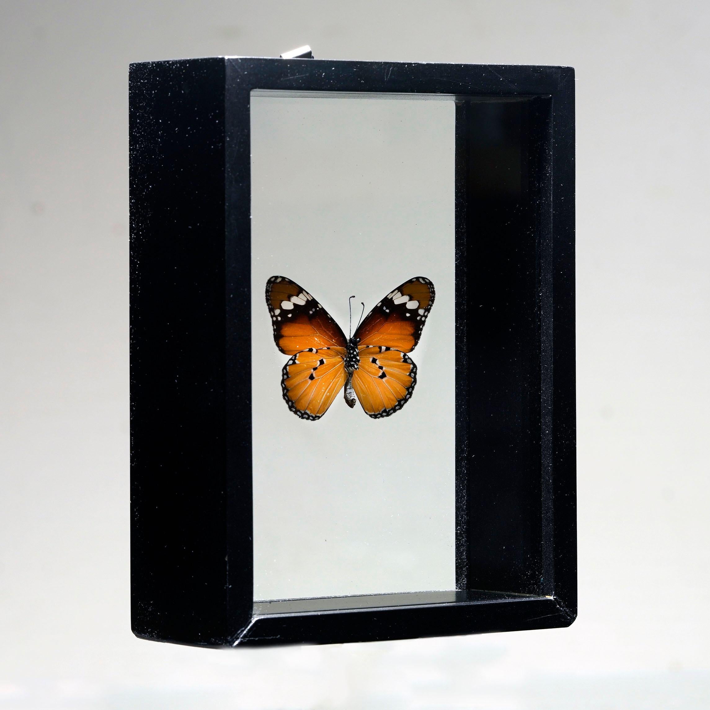 Verschönern Sie Ihren Raum mit diesem exquisiten Schmetterlingskasten, der einen Danaus chrysippus Schmetterling von den Philippinen zeigt. Dieses konservierte Exemplar ist auf elegante Weise zwischen zwei kristallklaren Platten montiert und in