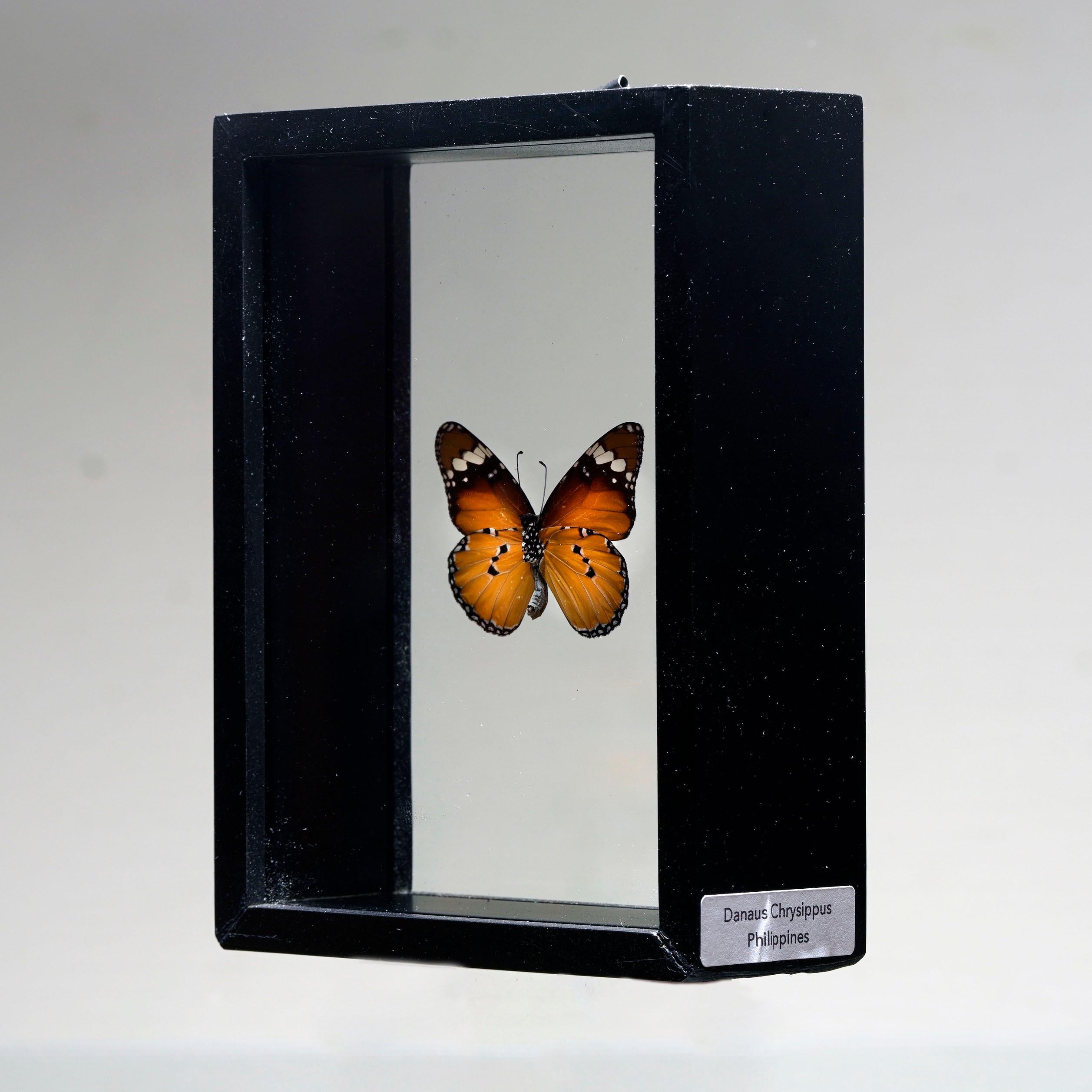 Handgefertigte Schmetterlingsbox  - Orange/Schwarz (Peruanisch) im Angebot