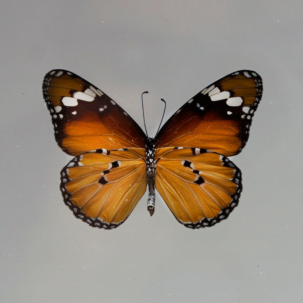 Handgefertigte Schmetterlingsbox  - Orange/Schwarz im Zustand „Neu“ im Angebot in New York, NY