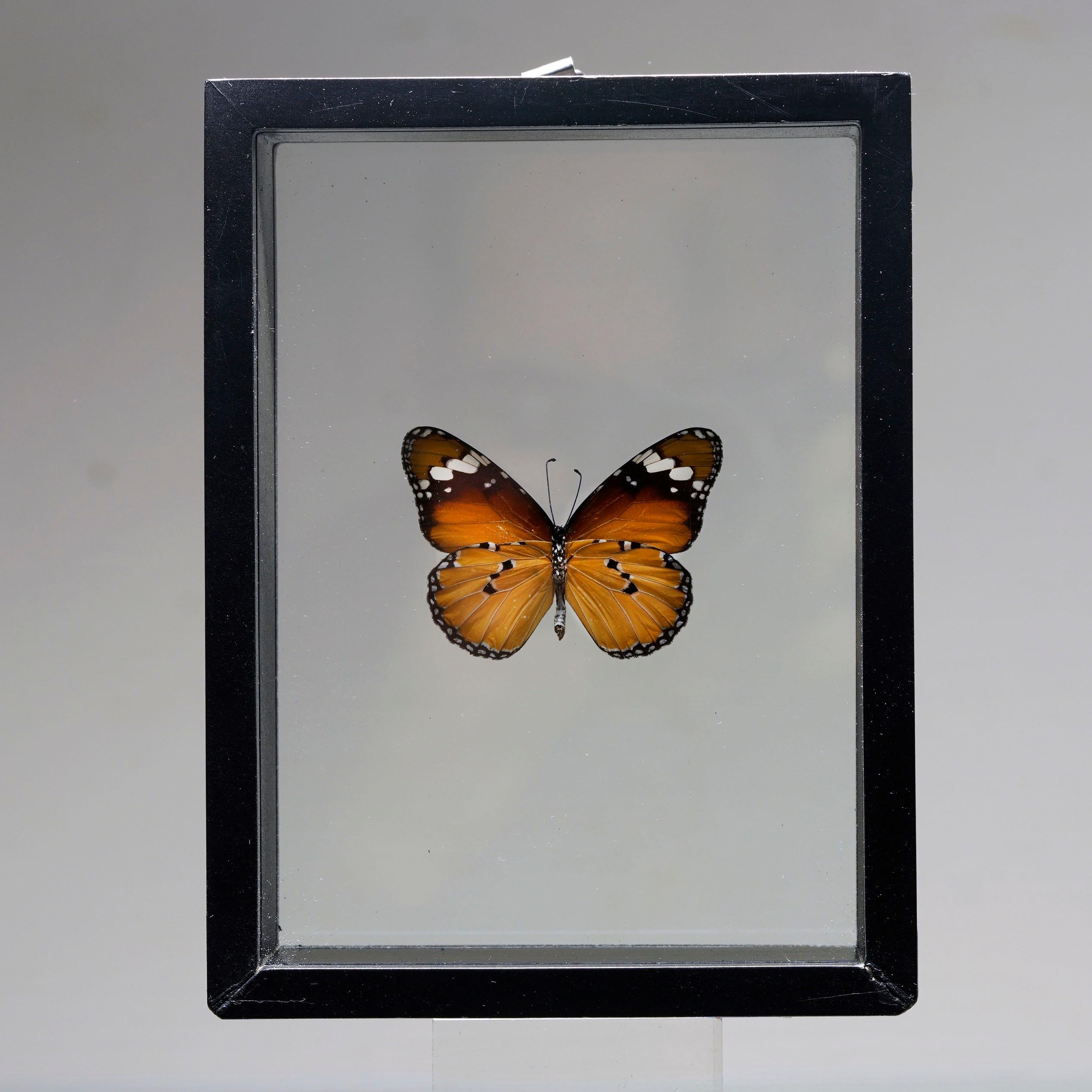 Handgefertigte Schmetterlingsbox  - Orange/Schwarz (21. Jahrhundert und zeitgenössisch) im Angebot