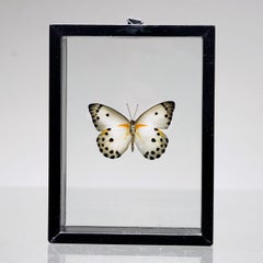 Handgefertigte Schmetterlingsbox  - Weiß/Schwarz