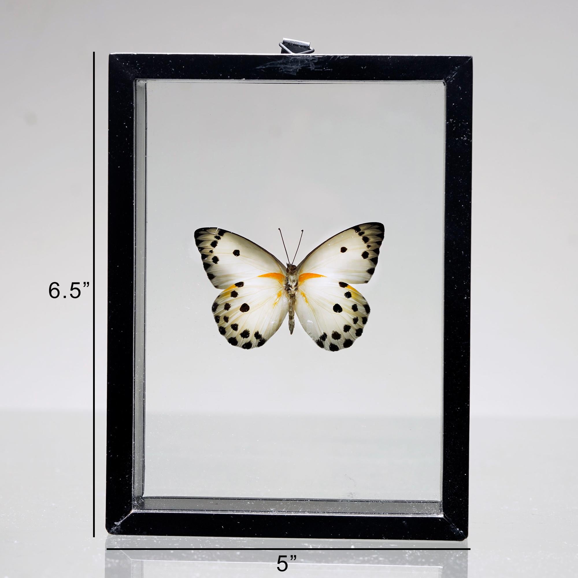 Butterfly Box For Sale 1