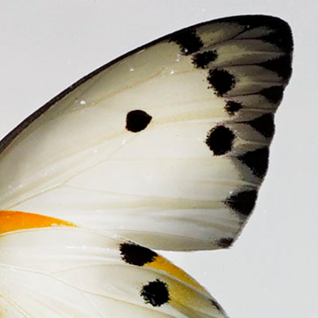 Butterfly Box For Sale 2