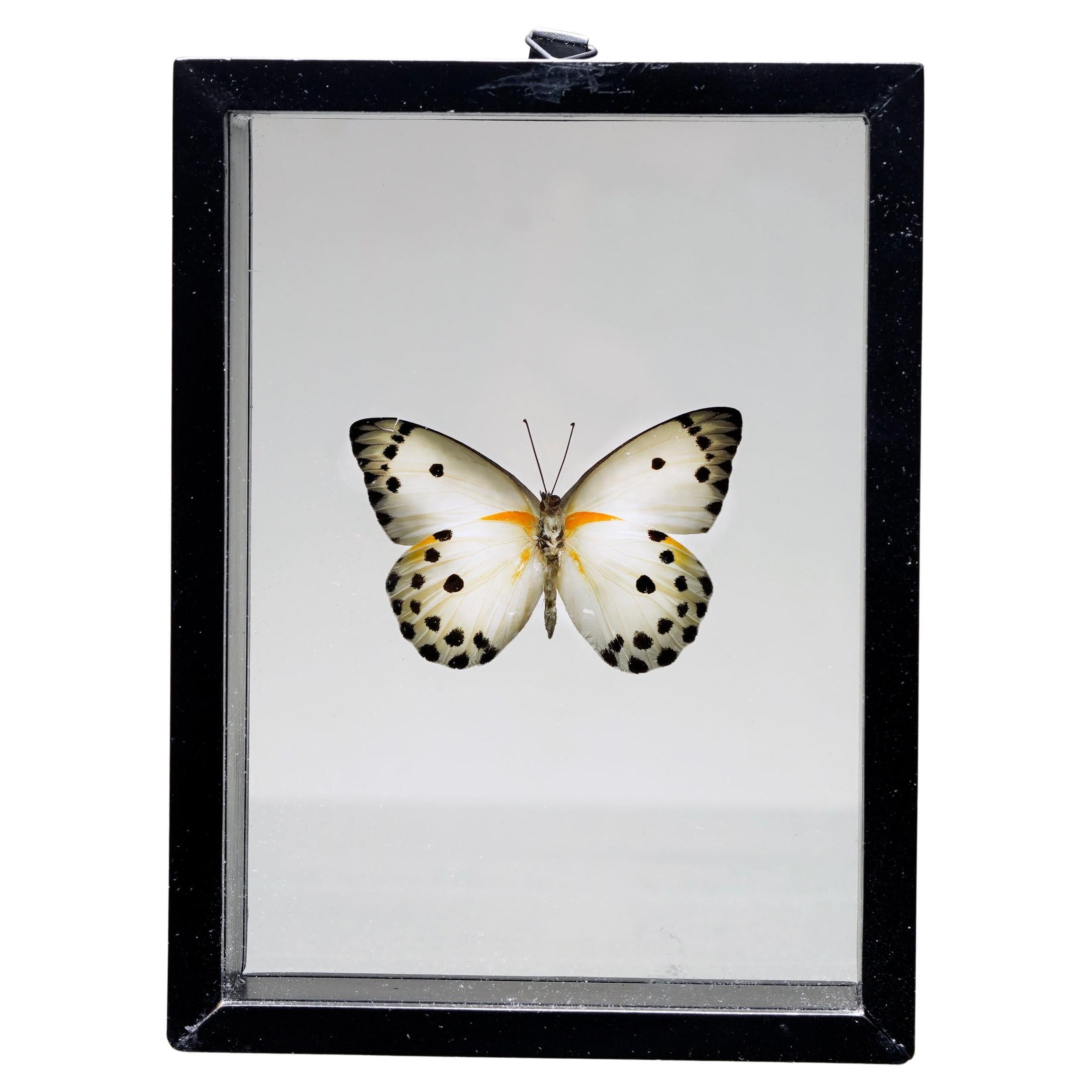Handmade Butterfly Box  – White/Black