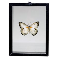 Scatola di farfalle fatta a mano  - Whiting/Nero