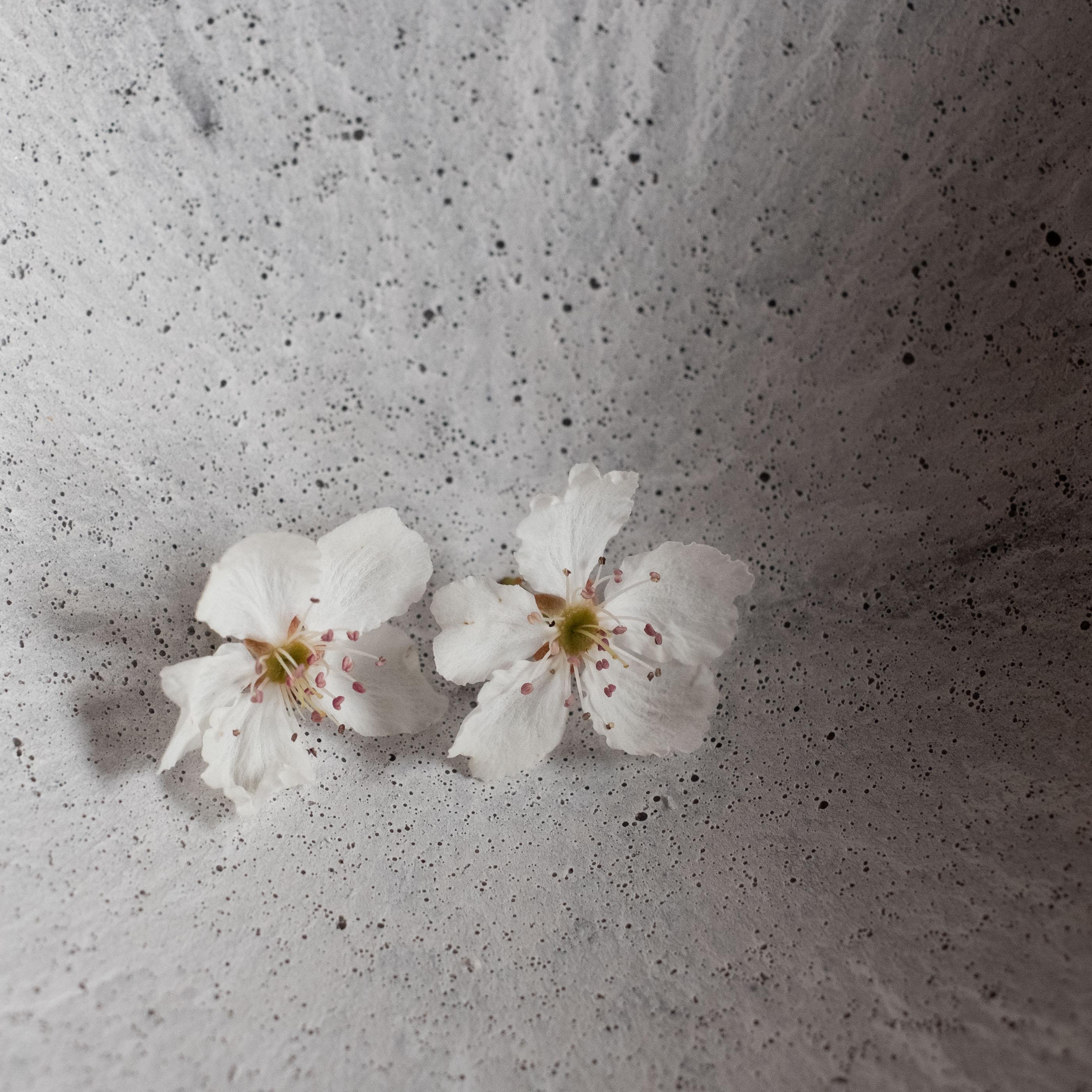 Handmade Cast Concrete Bowl in Grey by UME Studio For Sale 1