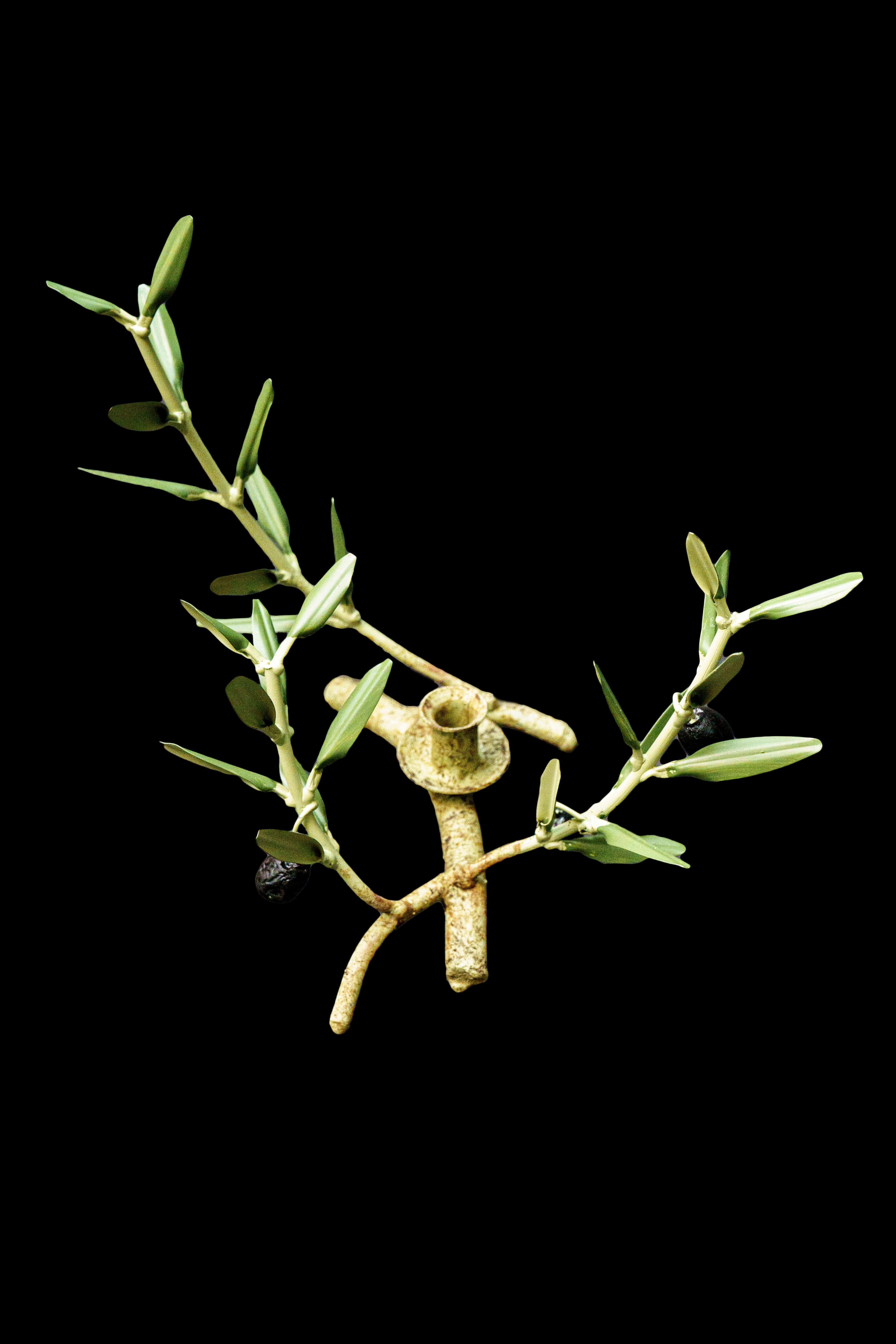 French Handmade Olive Branch Candle Holder from Provence For Sale