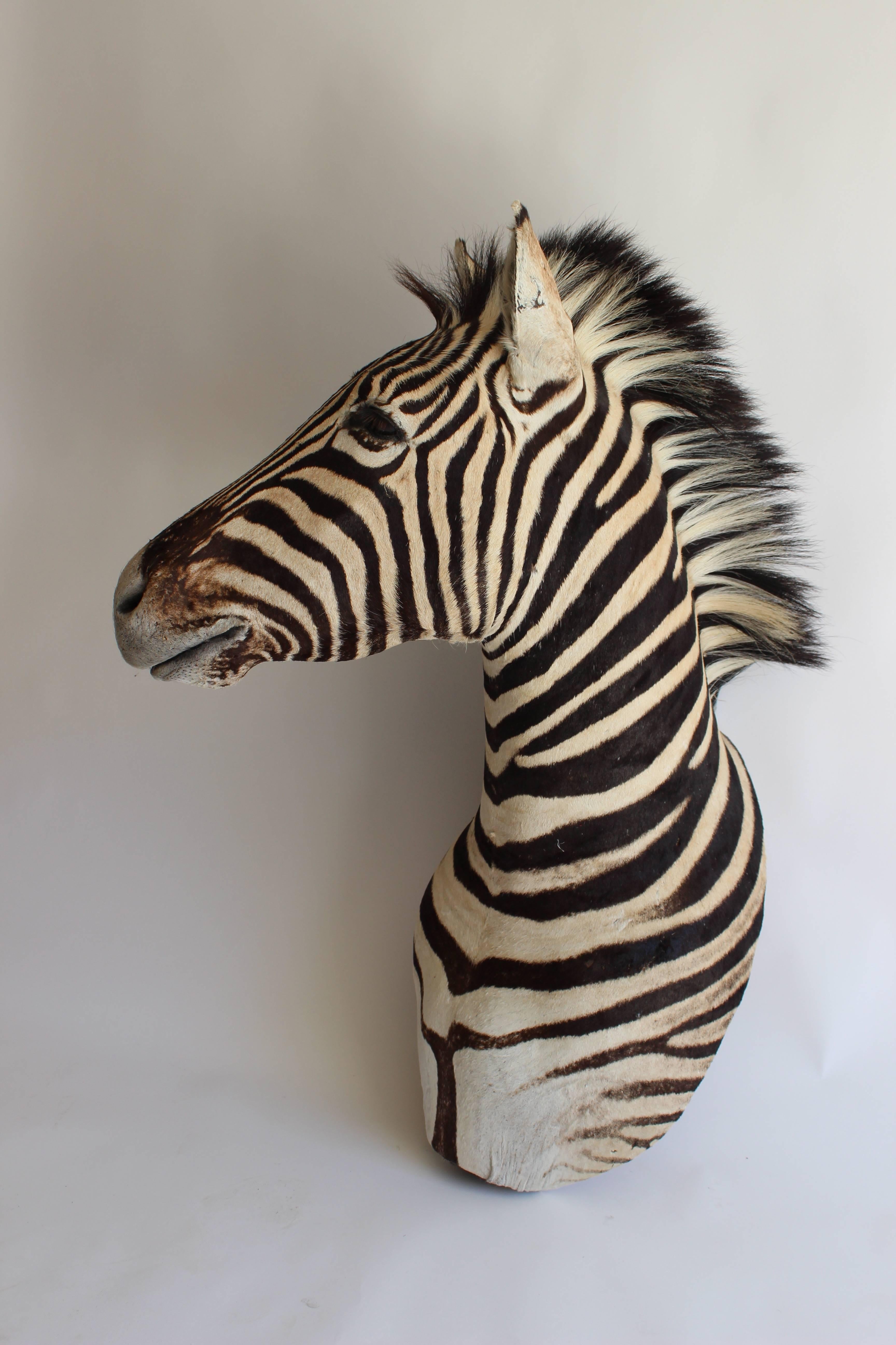 Handsome Taxidermy Zebra Mount 4
