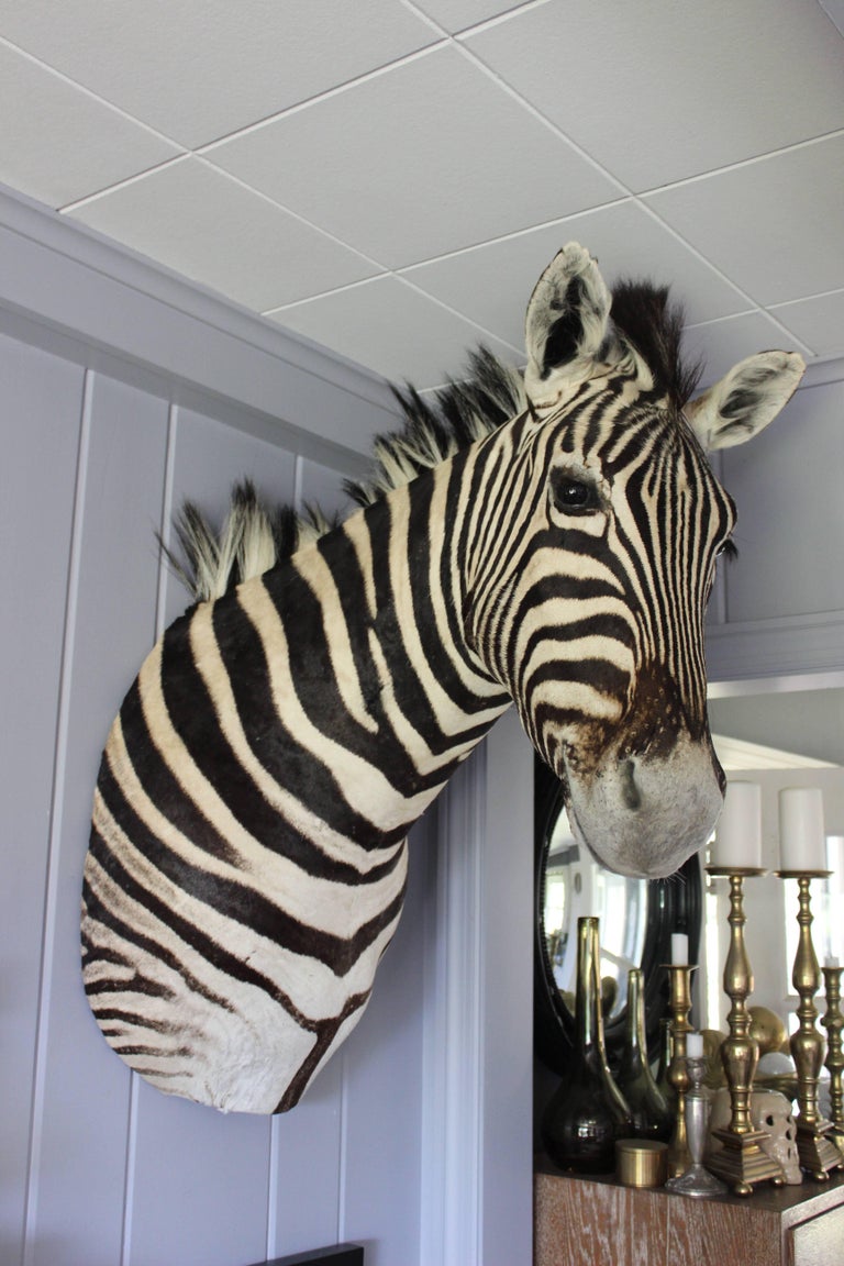 Handsome Taxidermy Zebra Mount at 1stDibs zebra taxidermy, zebra