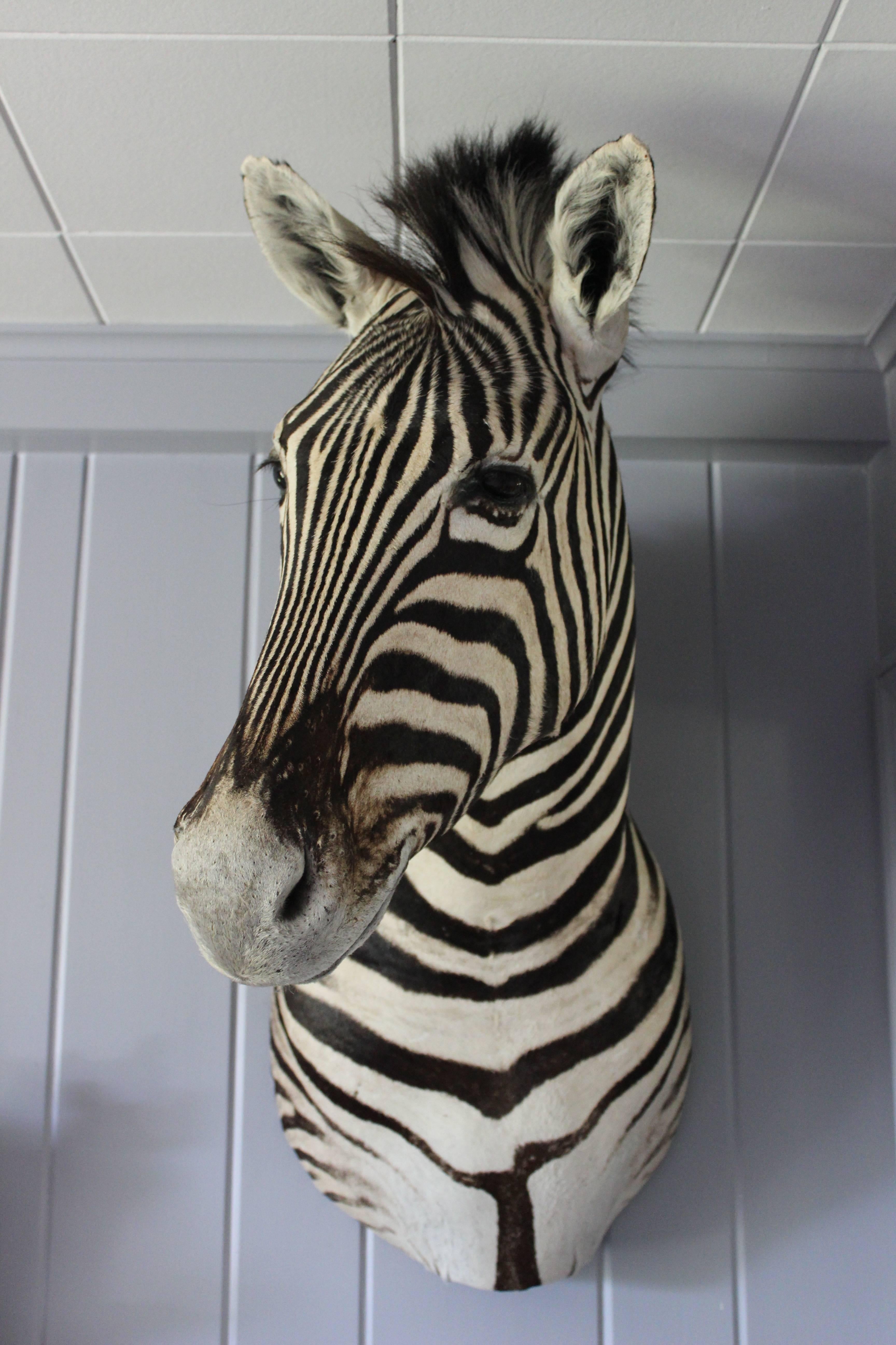 Handsome Taxidermy Zebra Mount 6