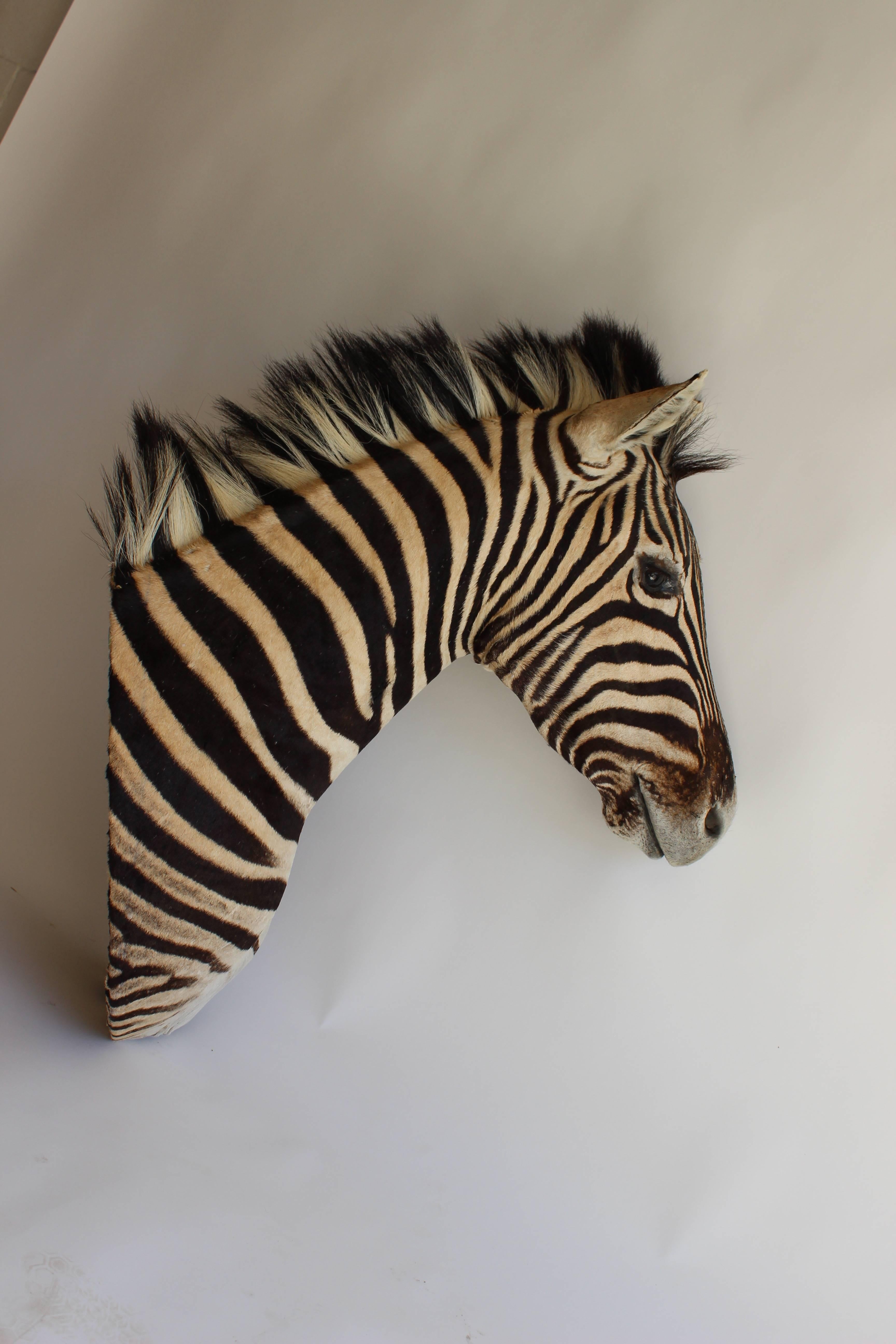 Zebra Head Taxidermy with a noble head and expression.....
 
