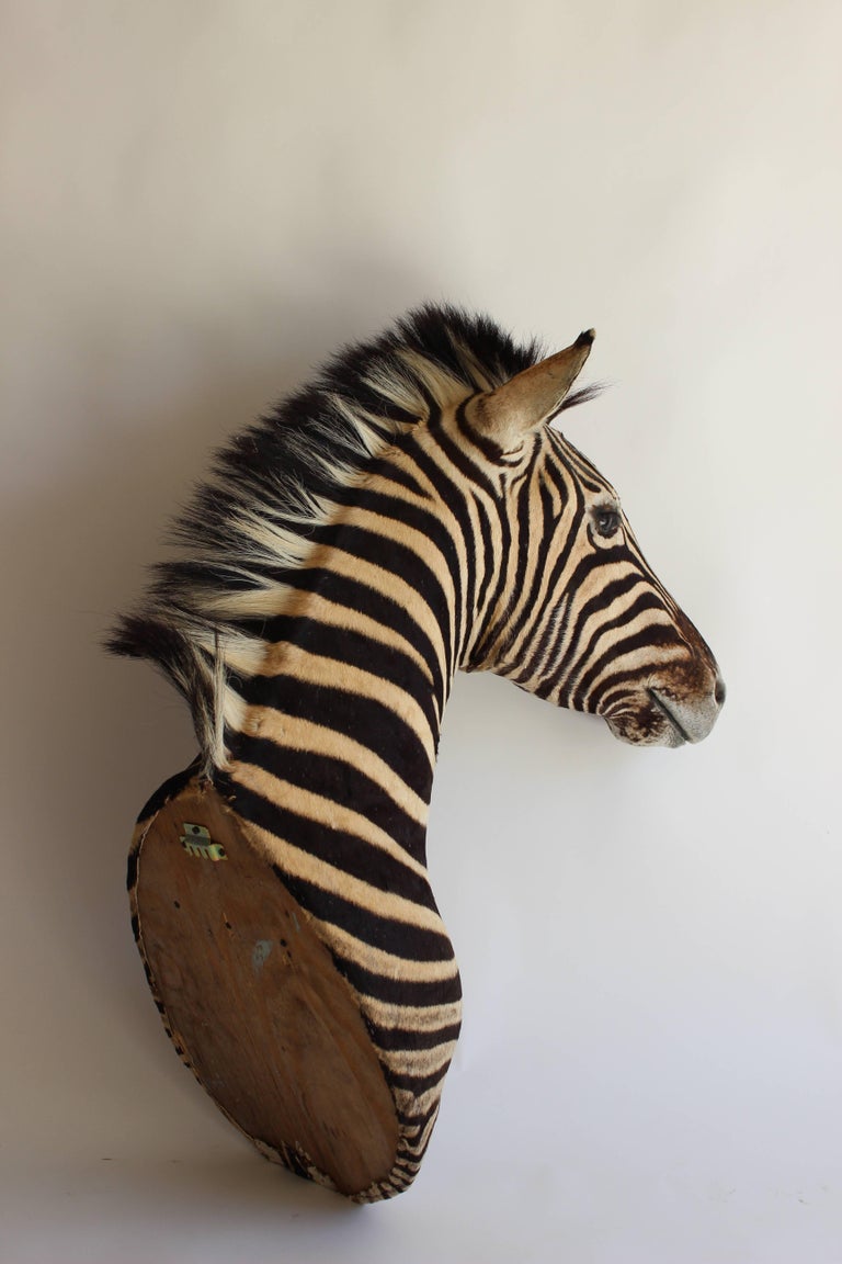 Handsome Taxidermy Zebra Mount at 1stDibs zebra taxidermy, zebra