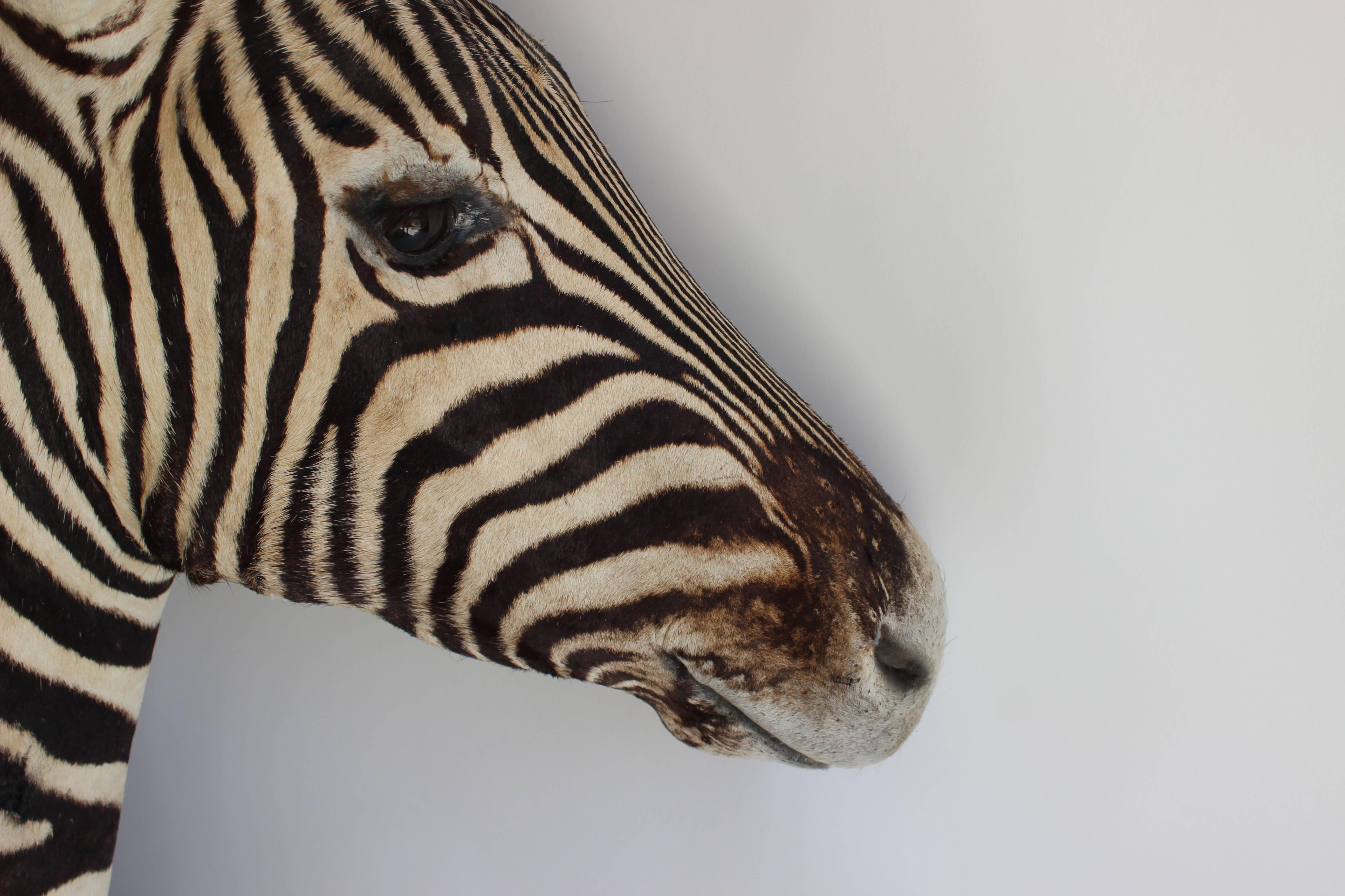 Handsome Taxidermy Zebra Mount In Excellent Condition In East Hampton, NY