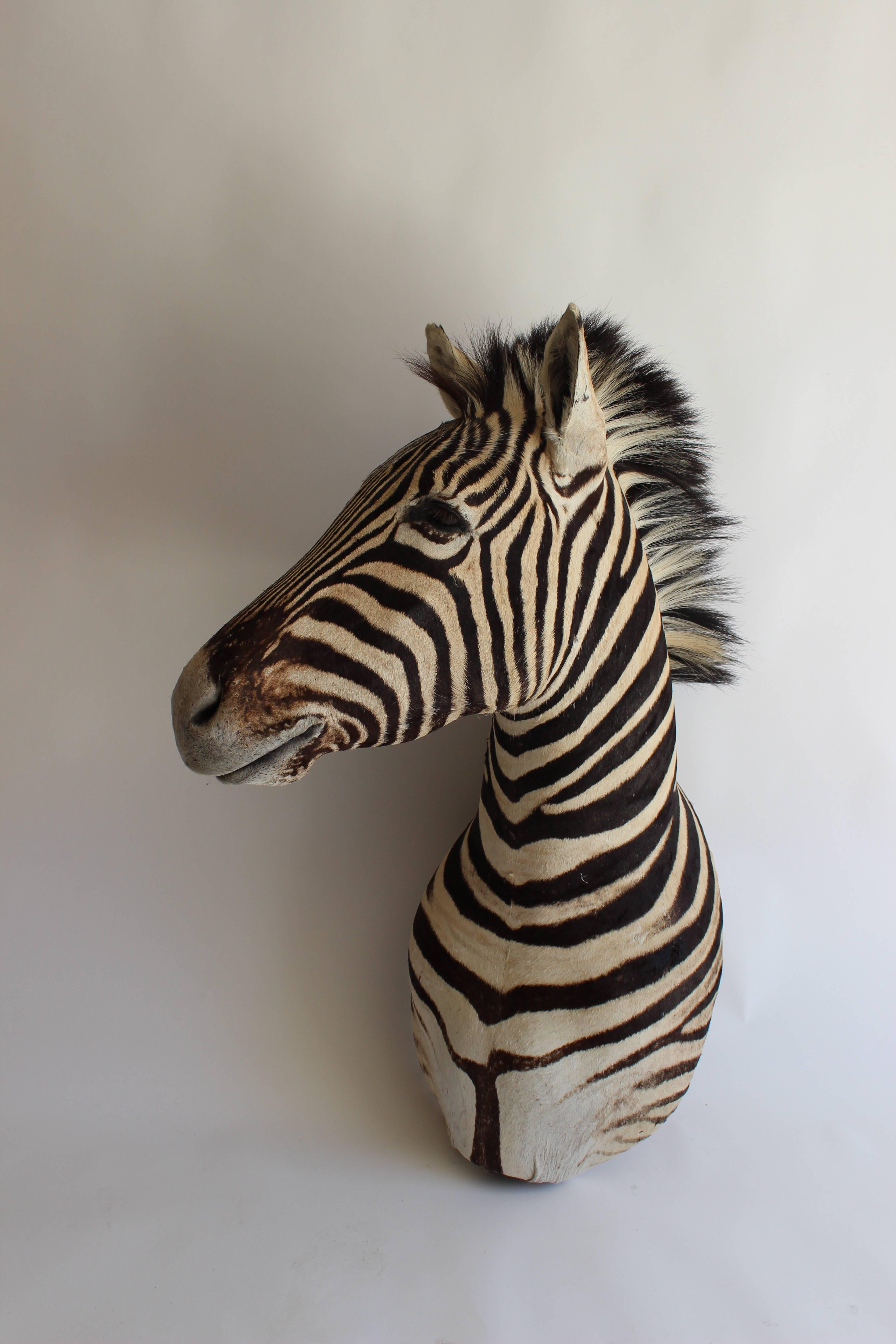 Handsome Taxidermy Zebra Mount 1